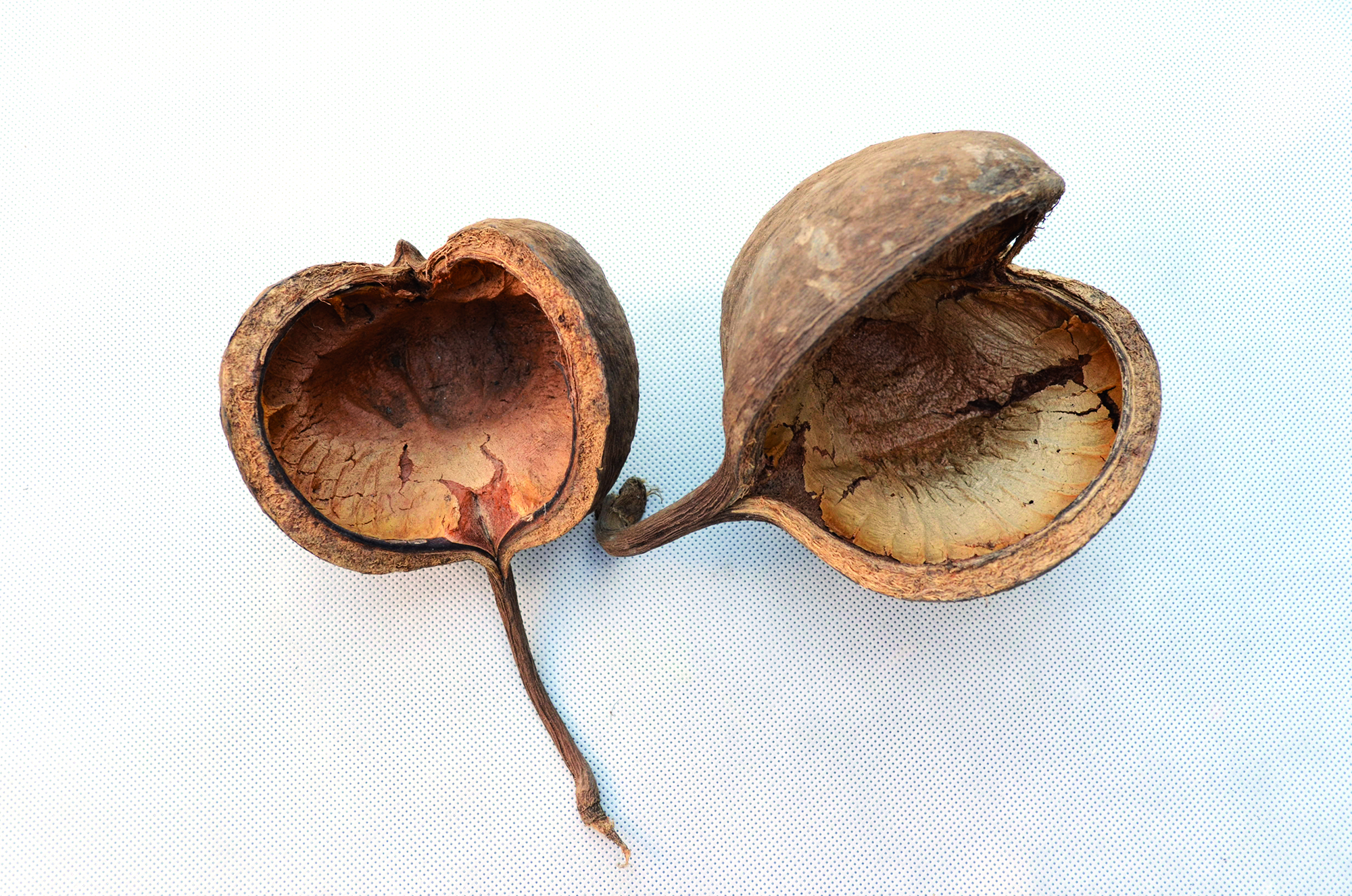 Budha mut natural 100 Stk (1)