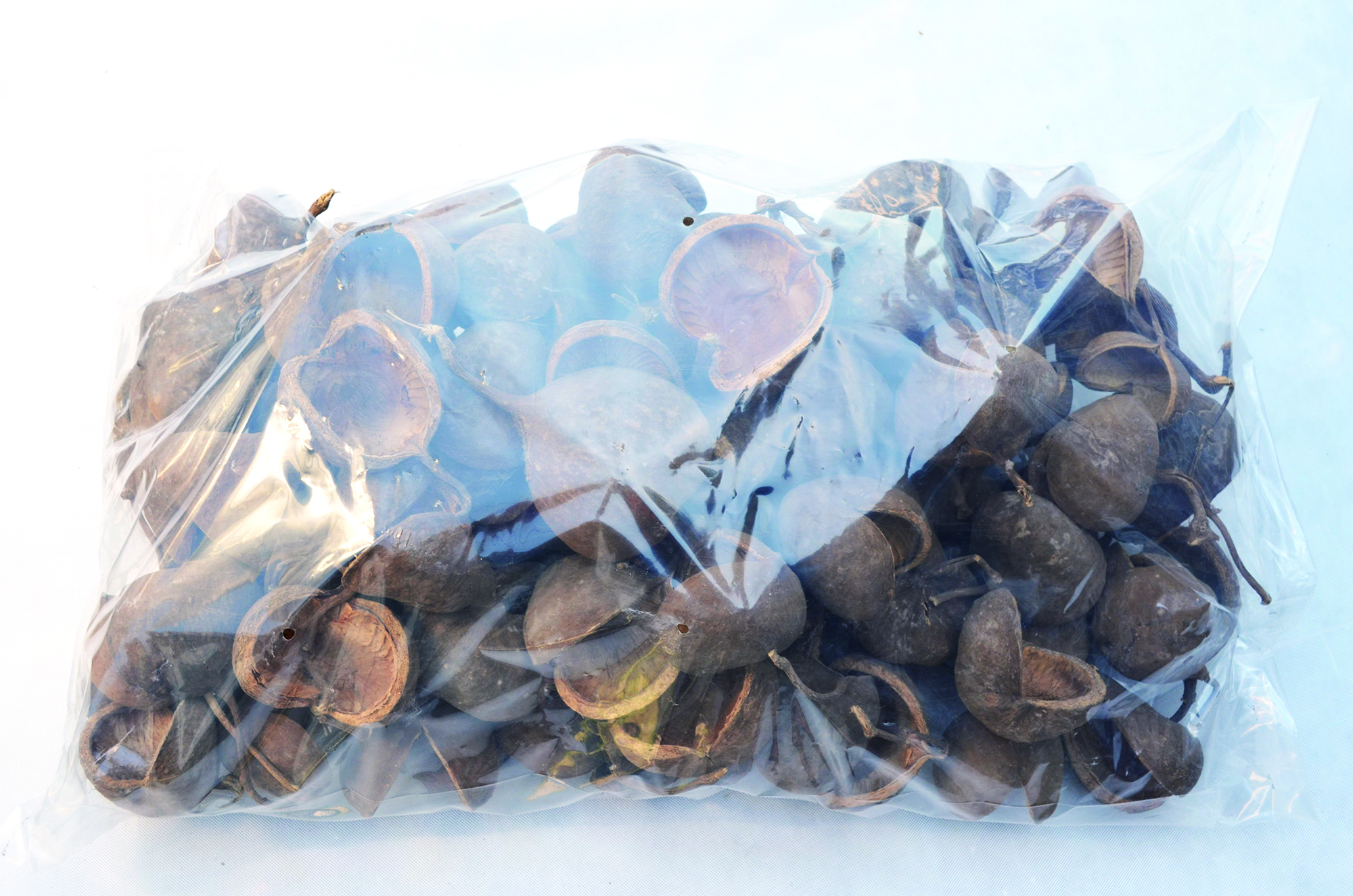 Budha mut natural 100 Stk (2)