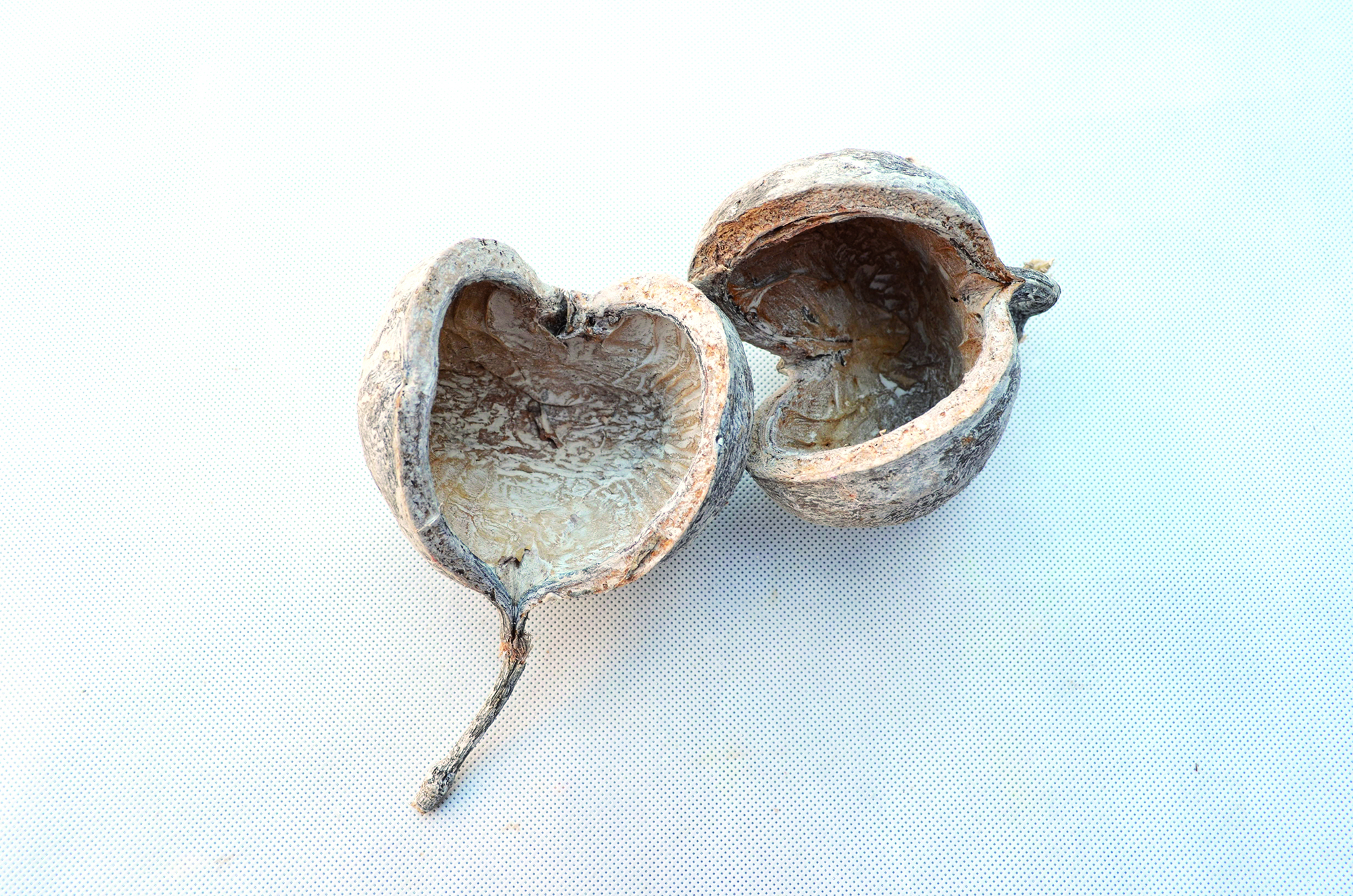 Budha nut frosted white 100 Stk (1)