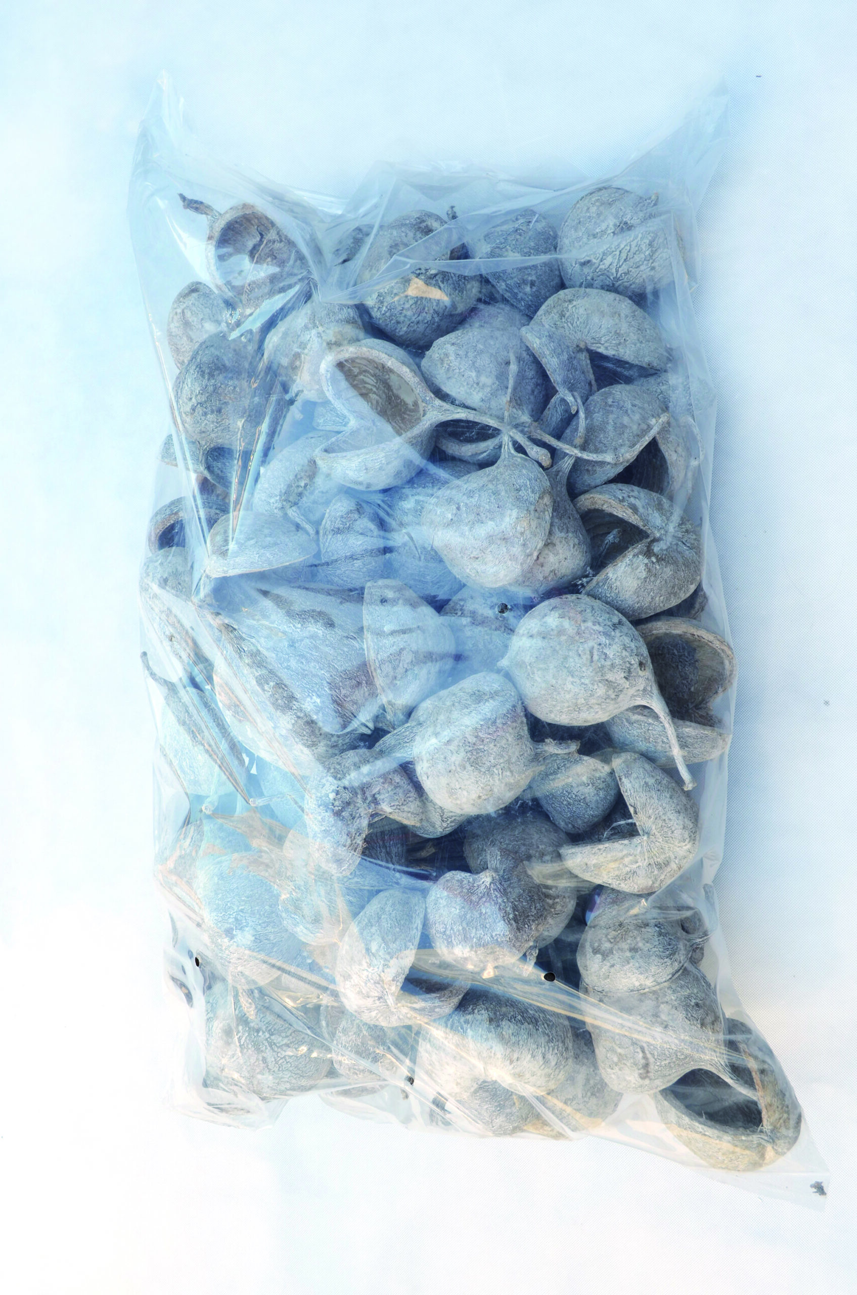 Budha nut frosted white 100 Stk (2)