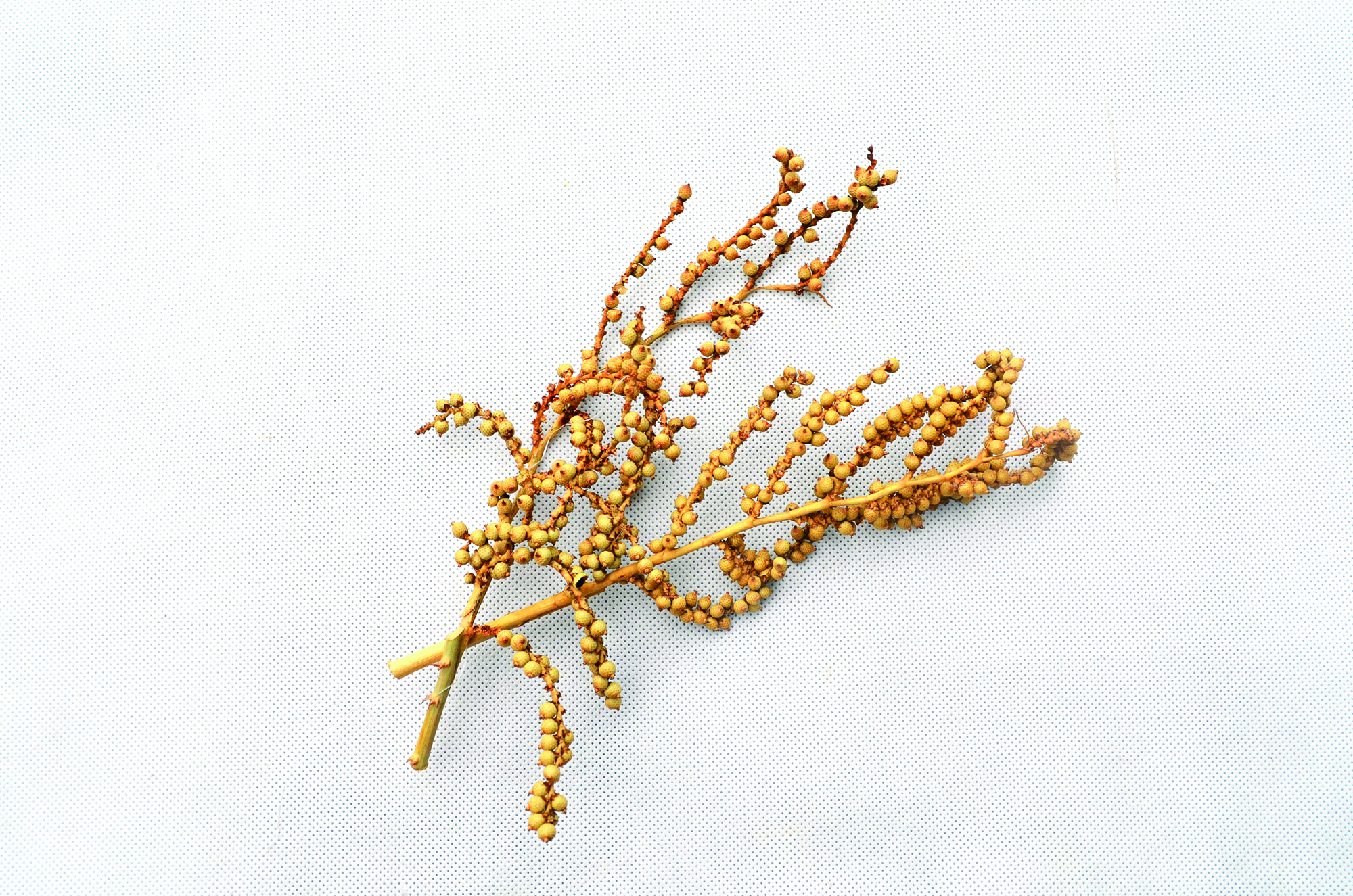 Canella normal natural 100 Stk (3)