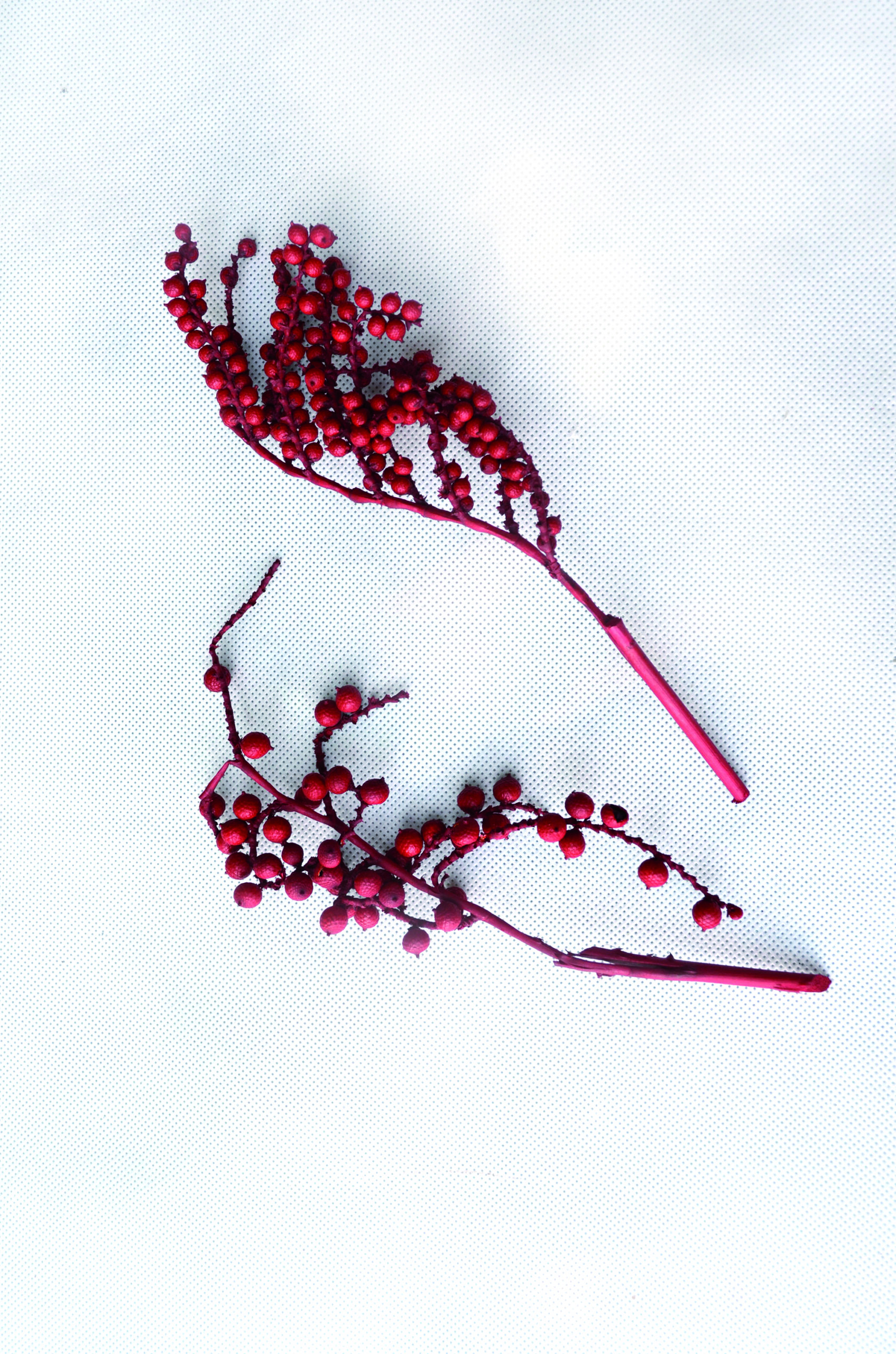 Canella normal rot 100 Stk (3)