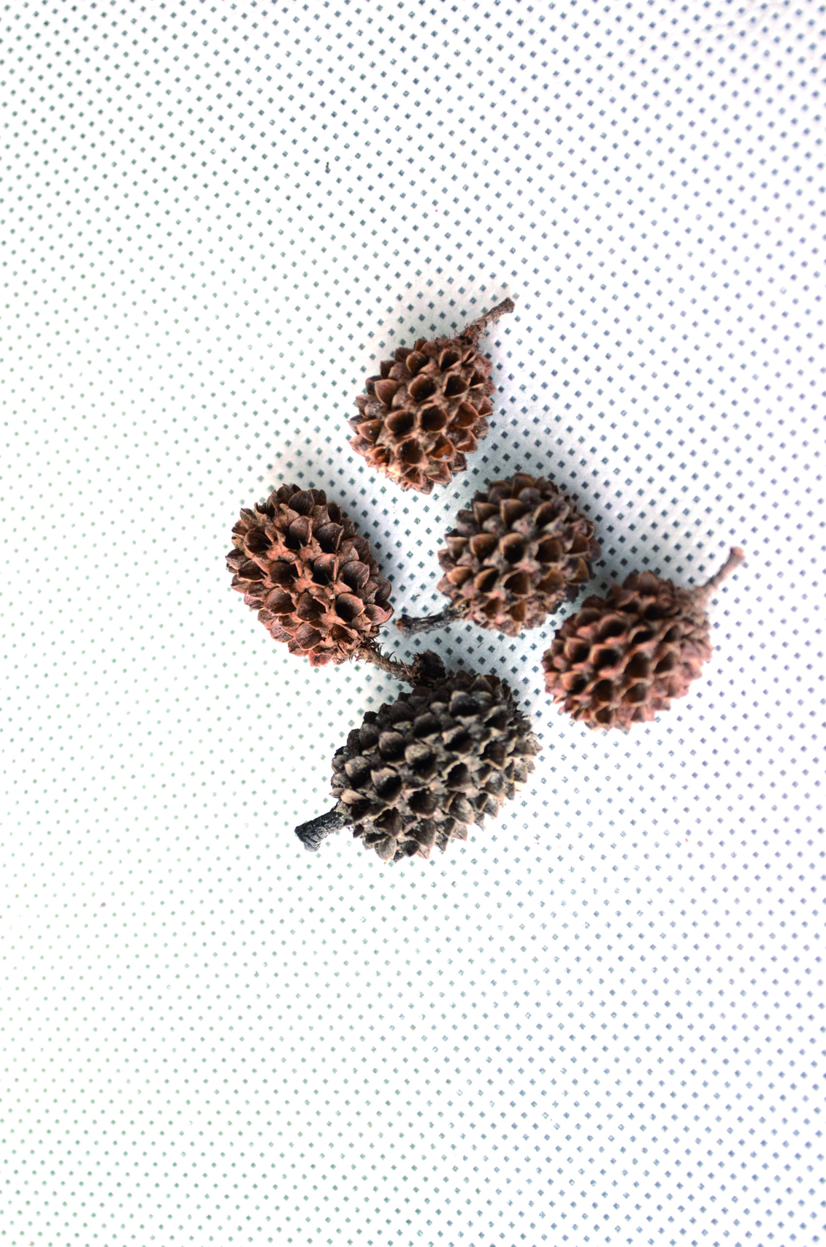 Casurina natural 1 Kg (1)