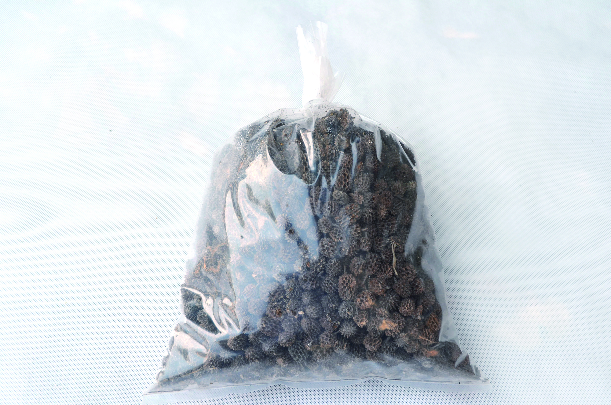 Casurina natural 1 Kg (2)