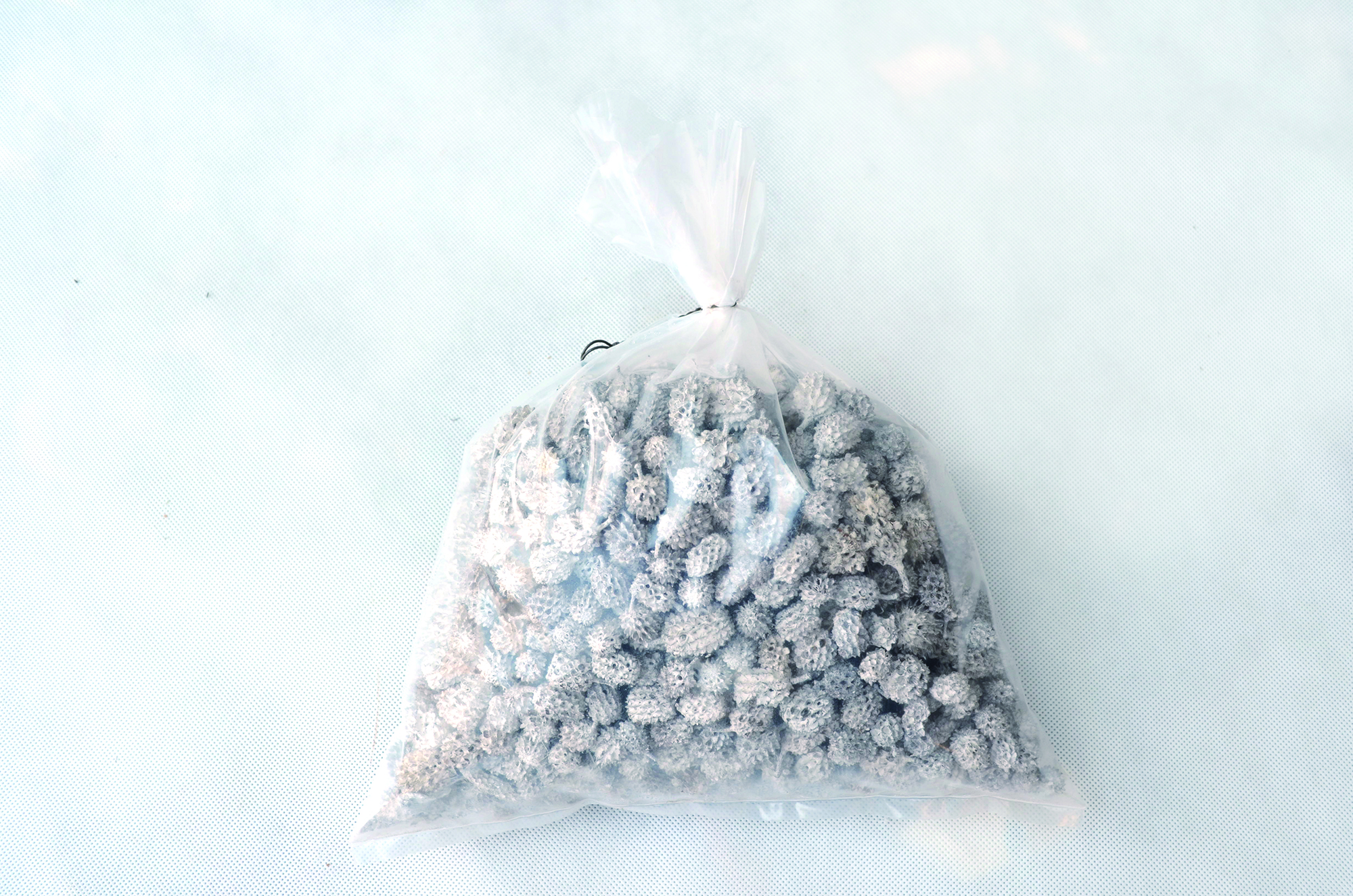 Casurina snow white 1 Kg (2)