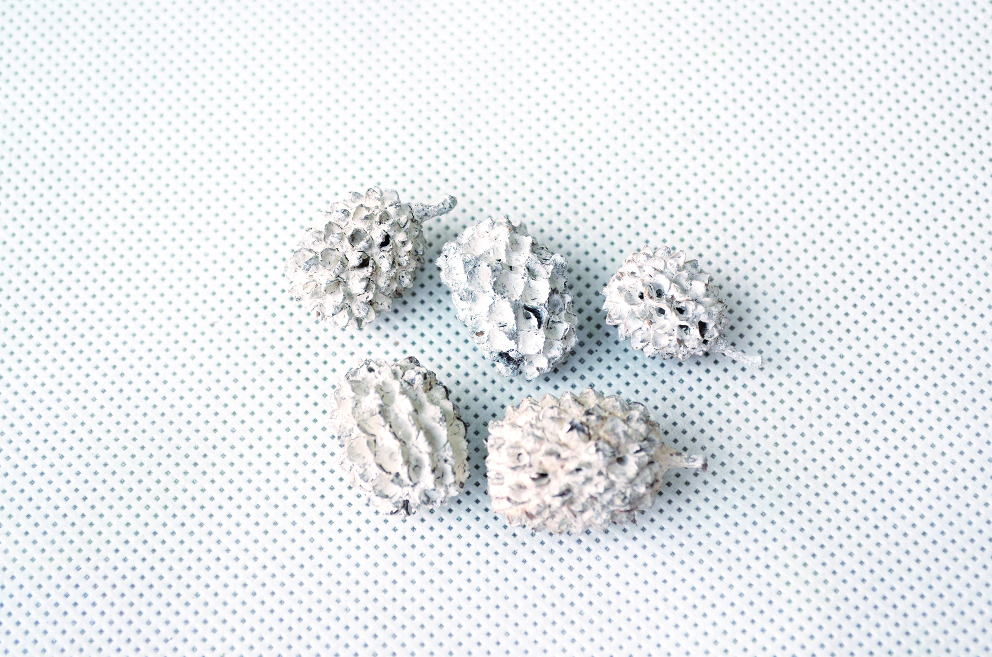 Casurina snow white 1 Kg (3)