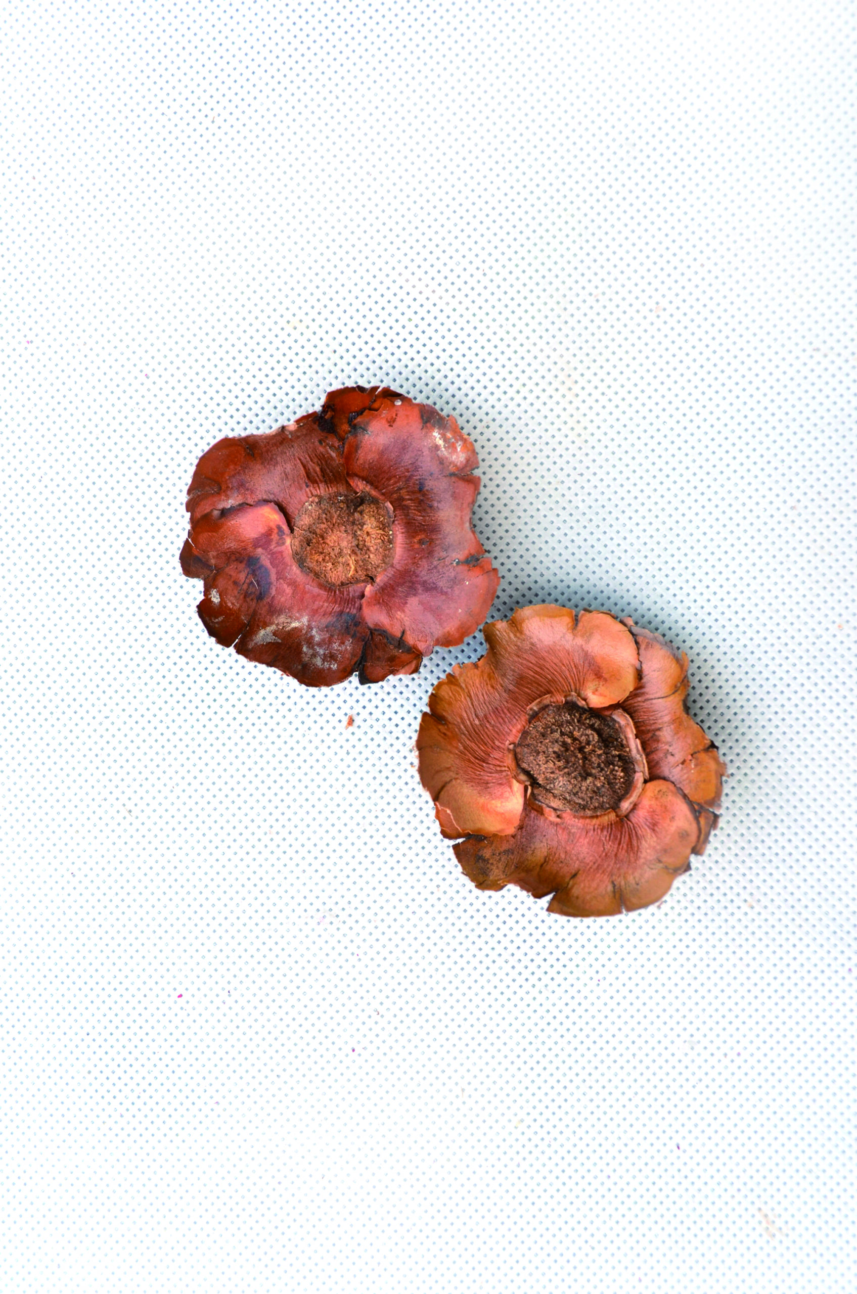 Coco flower natural 100 Stk (2)