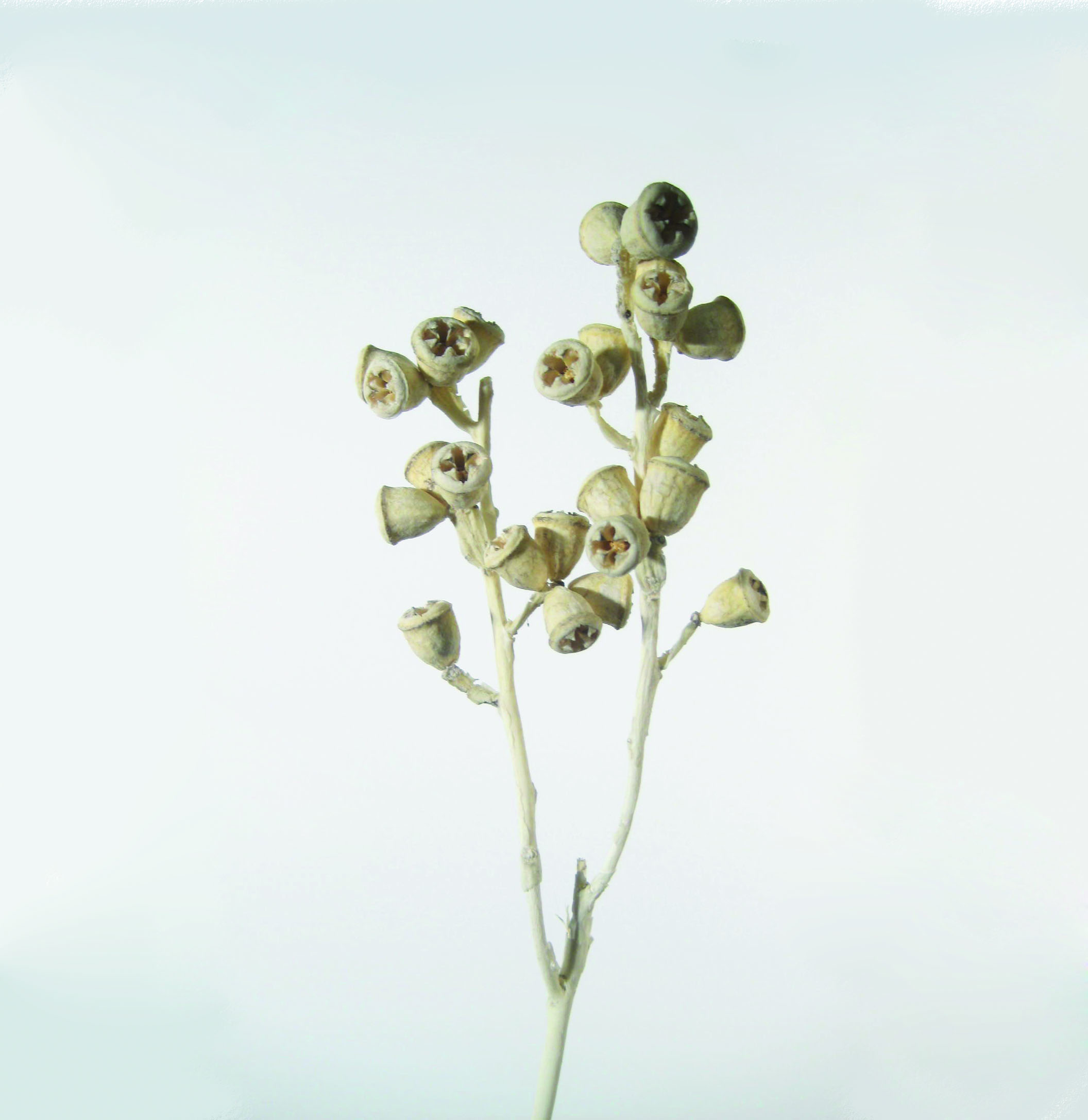 Kreuz-Eucalyptus gebleicht