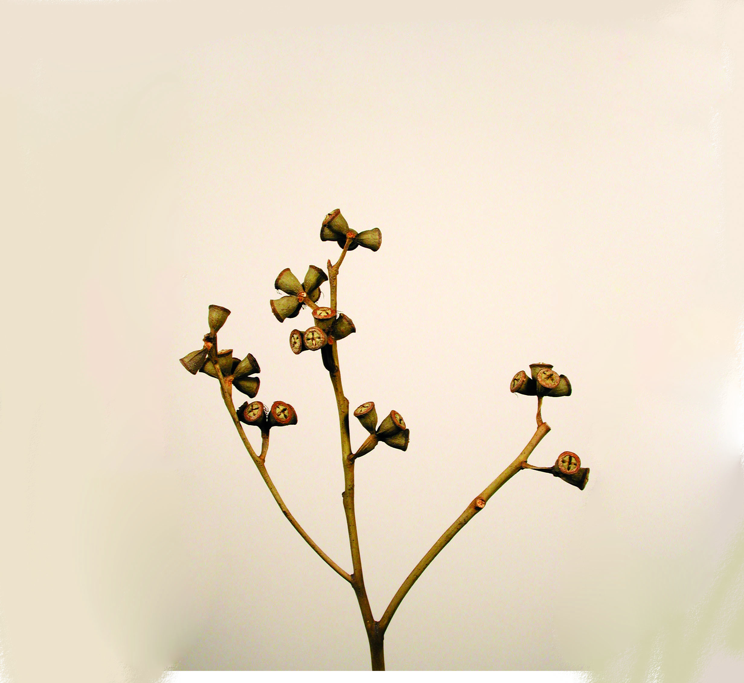 Kreuz-Eucalyptus natur 5+