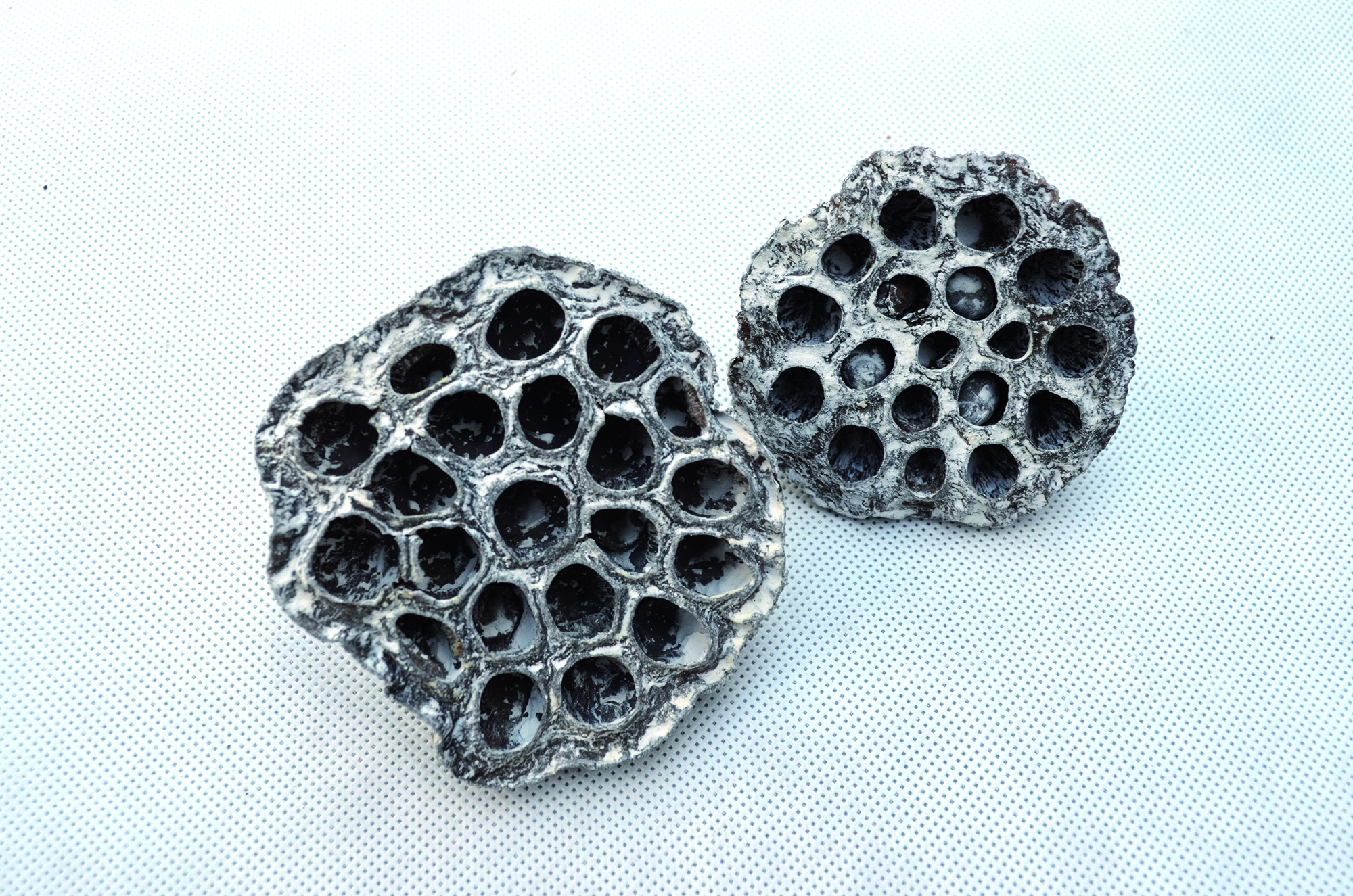 Lotus frostet white 100 Stk (1)