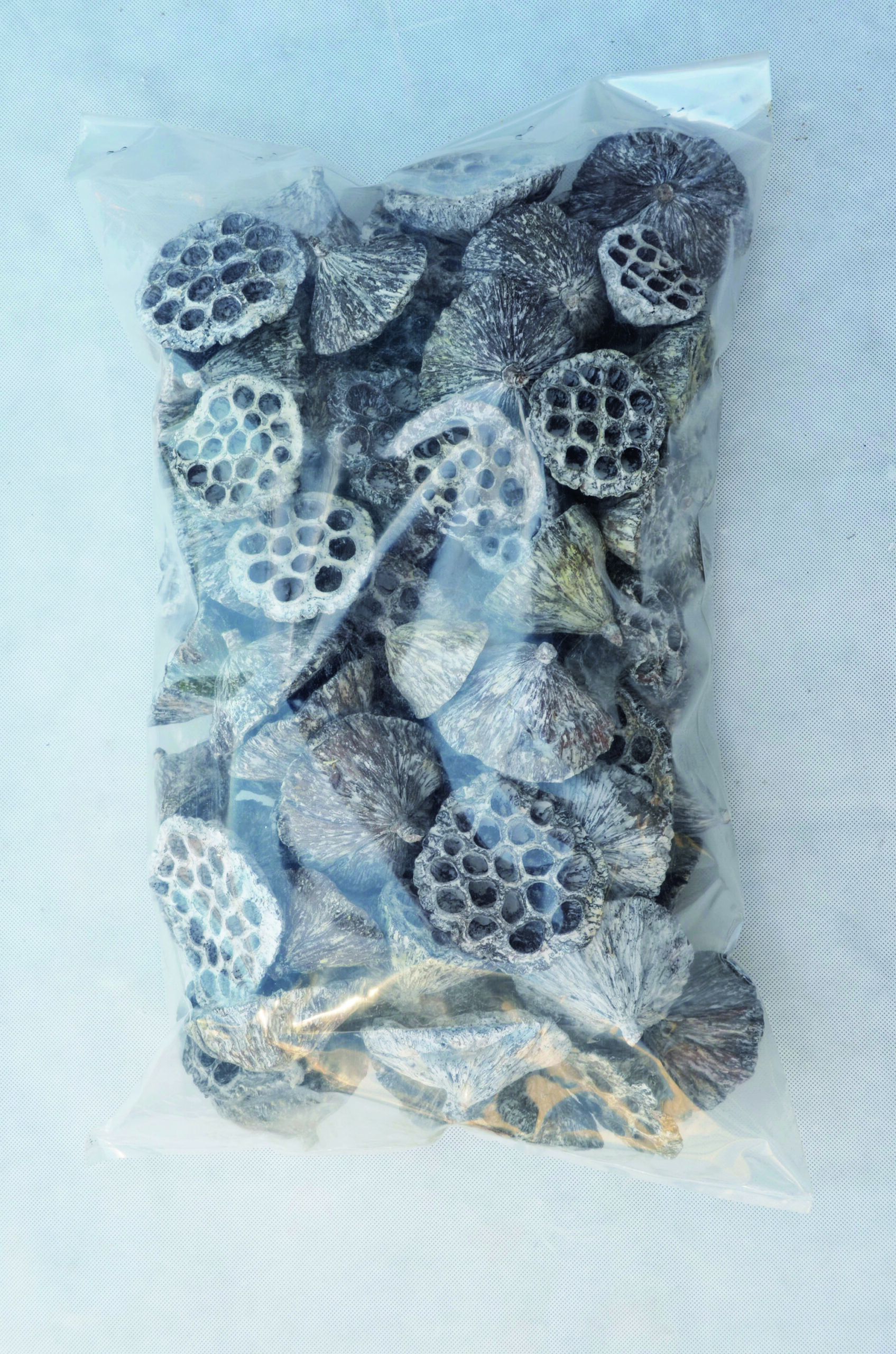 Lotus frostet white 100 Stk (2)