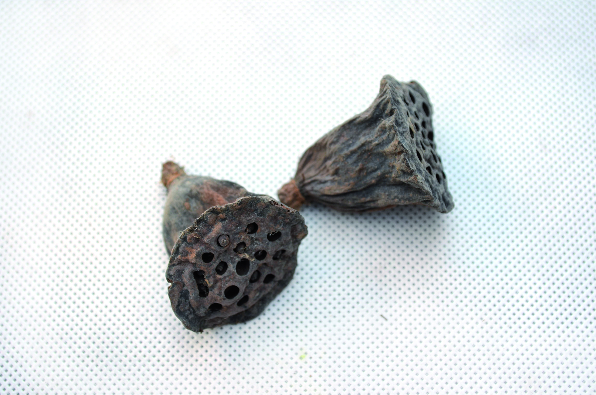 Lotus mini 2-4 cm natural 150 Stk (2)