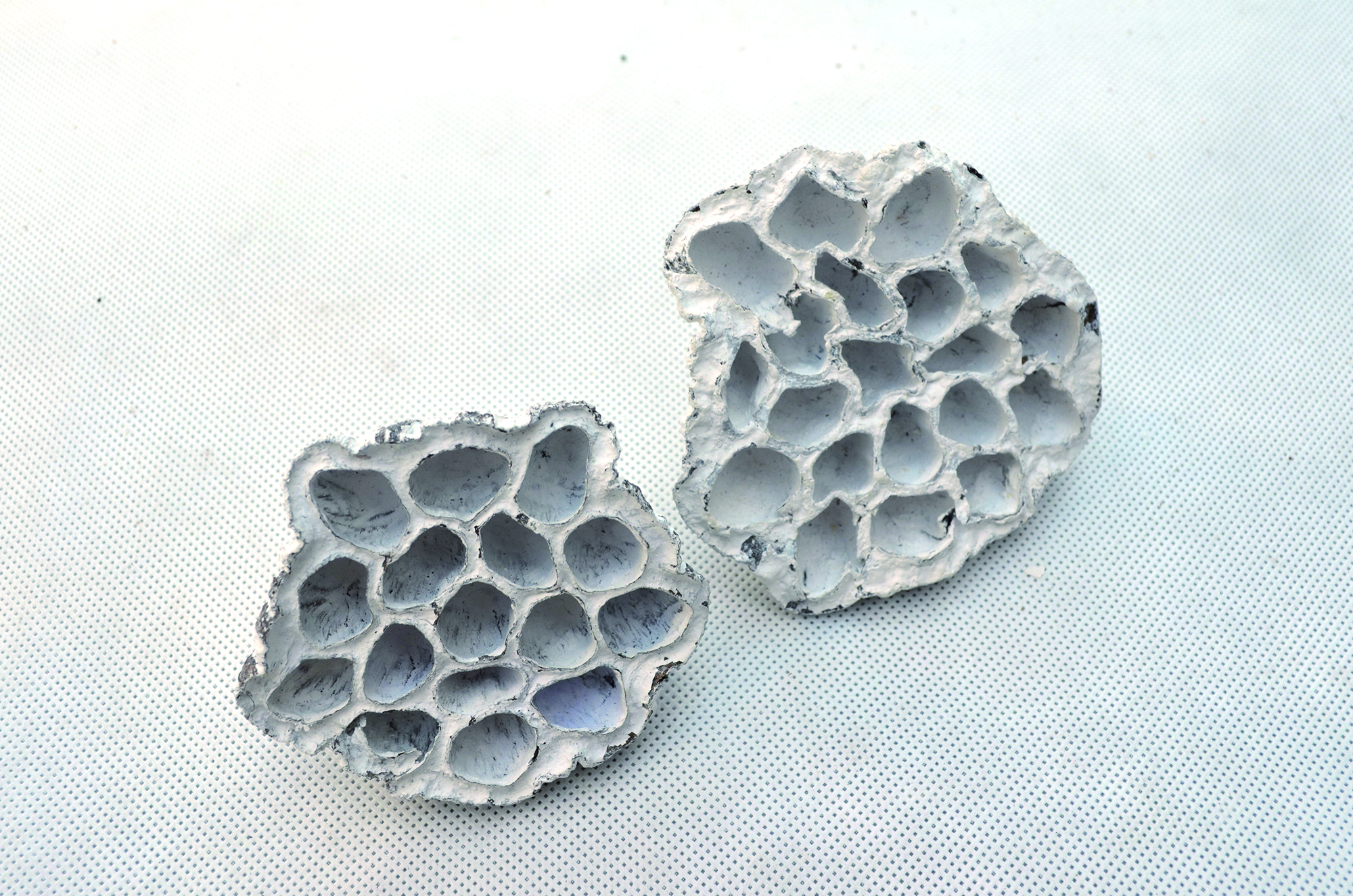 Lotus snow white 100 Stk (1)