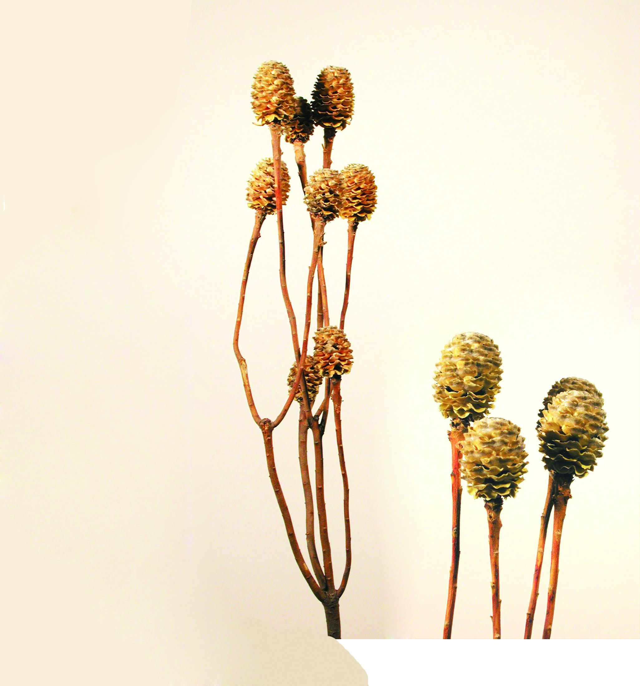 Meridianum-Zweige Hell ( 6 + Köpfe )