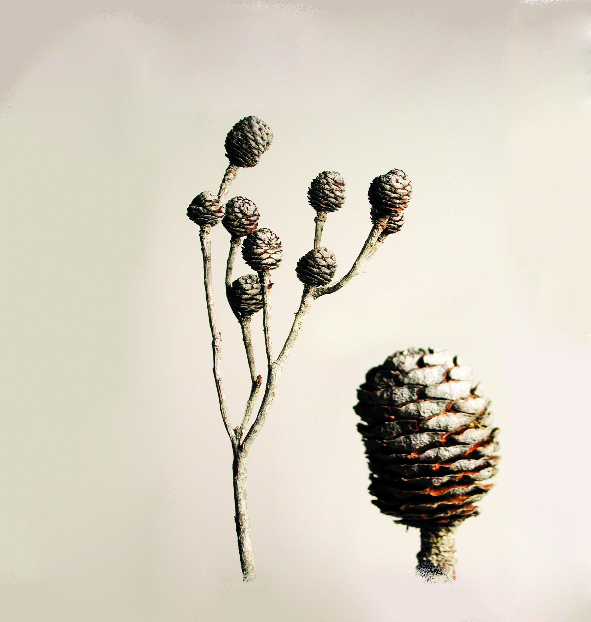 Murii-Zweige extra 8+