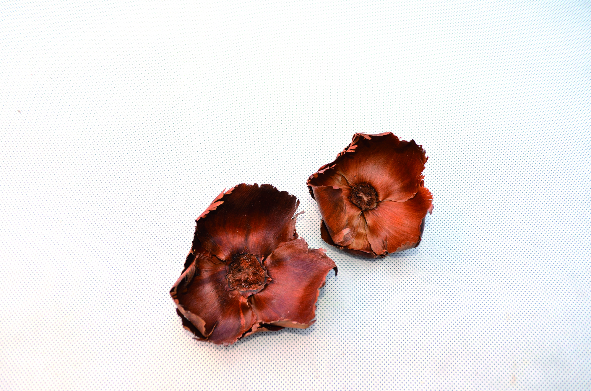 Palm cap natural 100 Stk (1)