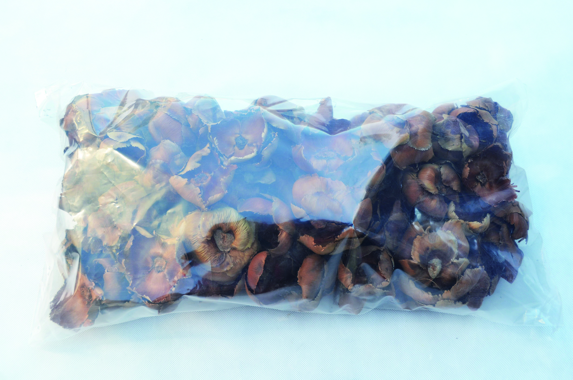 Palm cap natural 100 Stk (2)