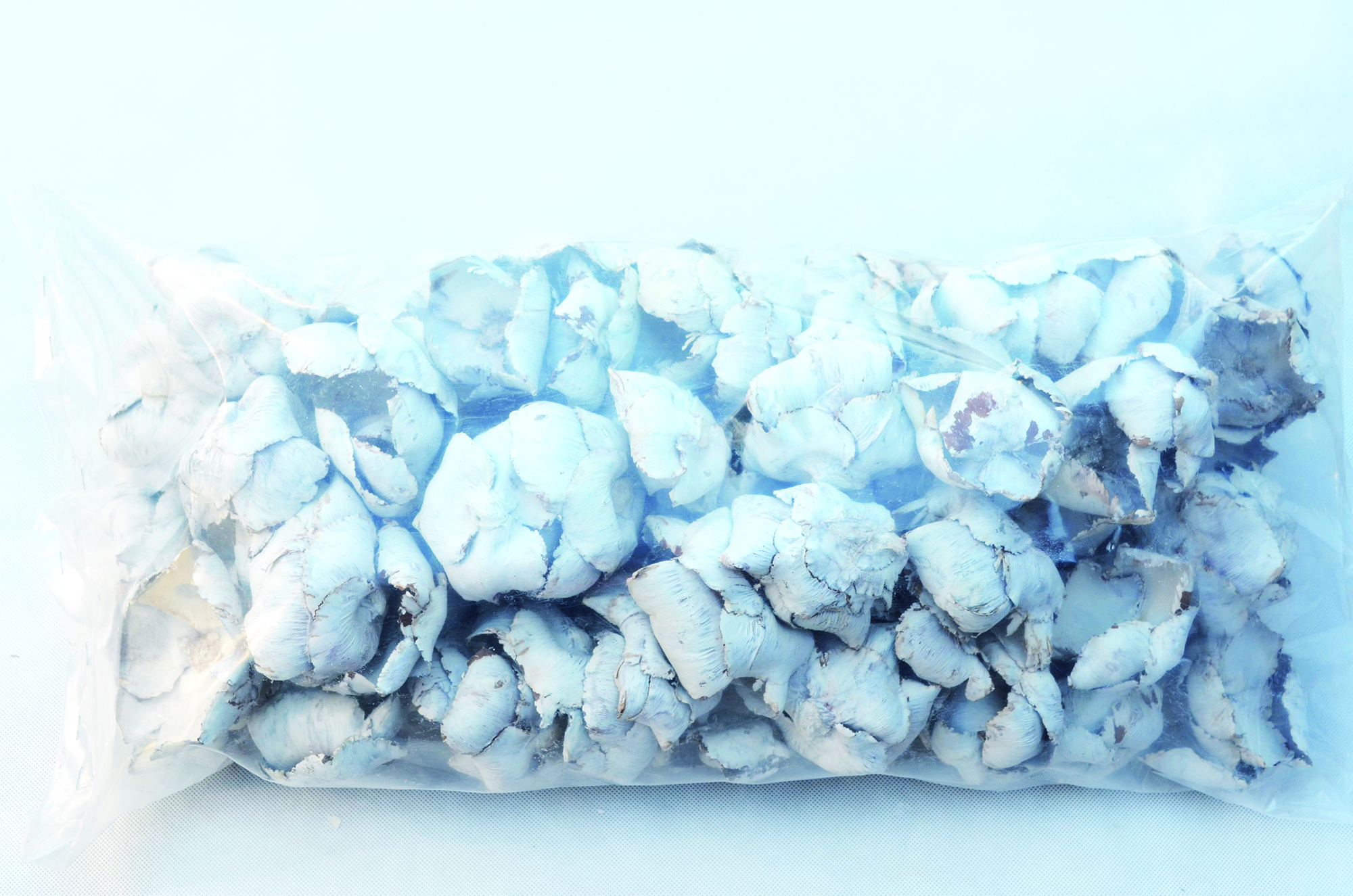 Palm cap snow white 100 Stk (4)