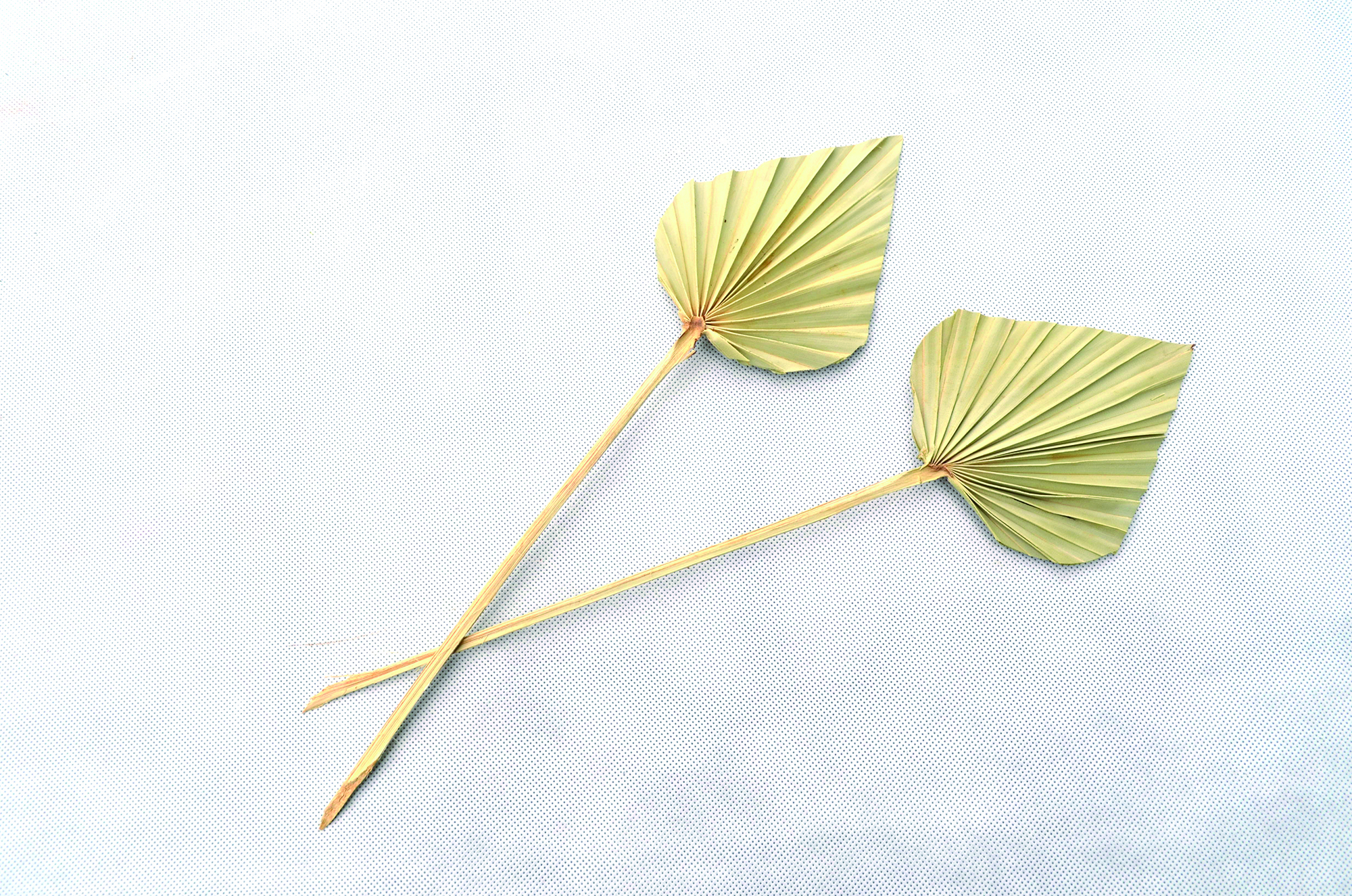 Palm_spear_mini_natur