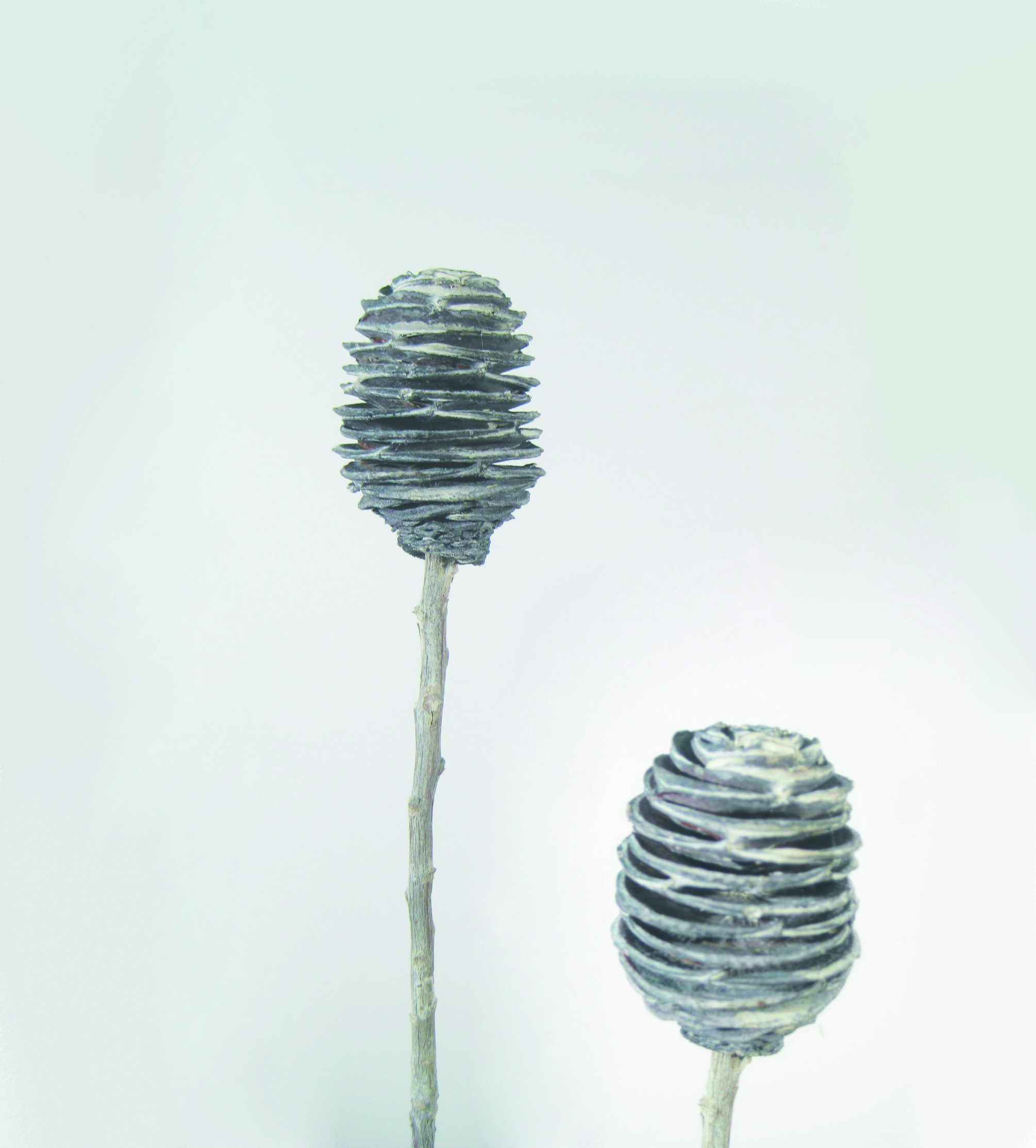 Platyspenum 1 Kopf white-washed