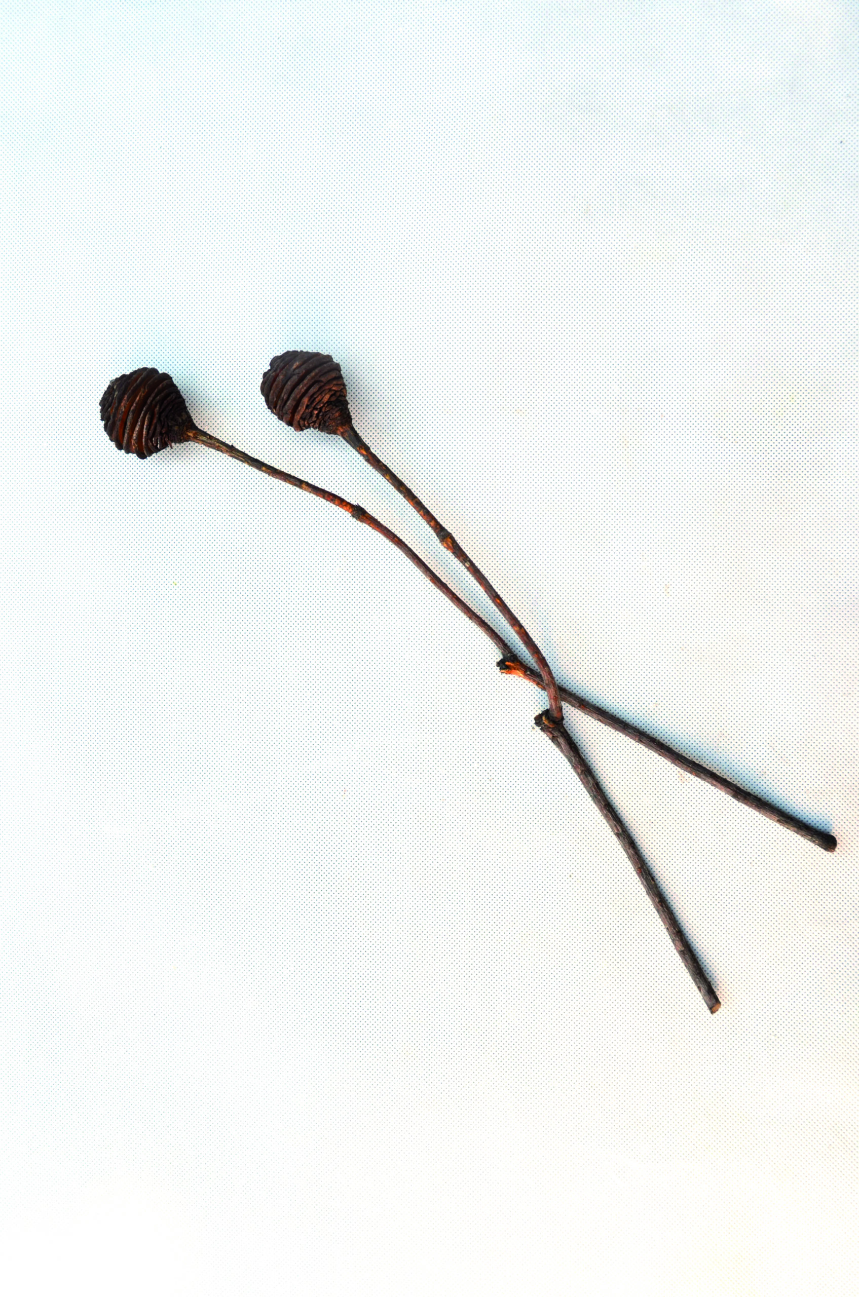 Platyspernum 1 kopf brown klein 100 Stk (2)