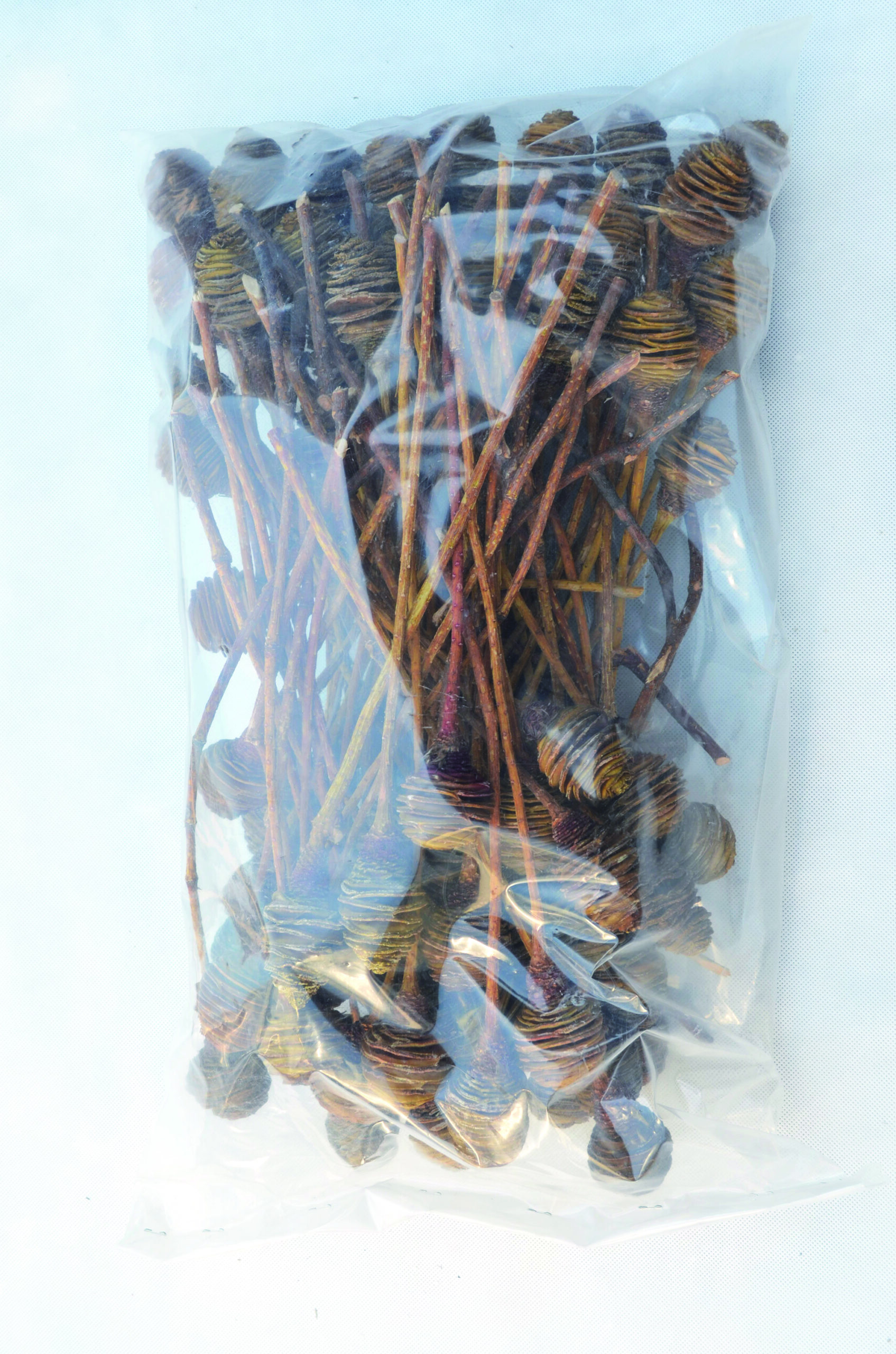 Platyspernum 1 kopf hell 100 Stk (2)