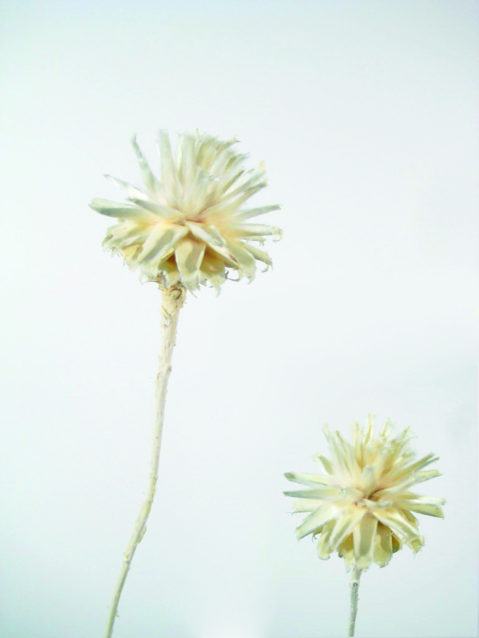 Plumosum 1 Kopf gebleicht