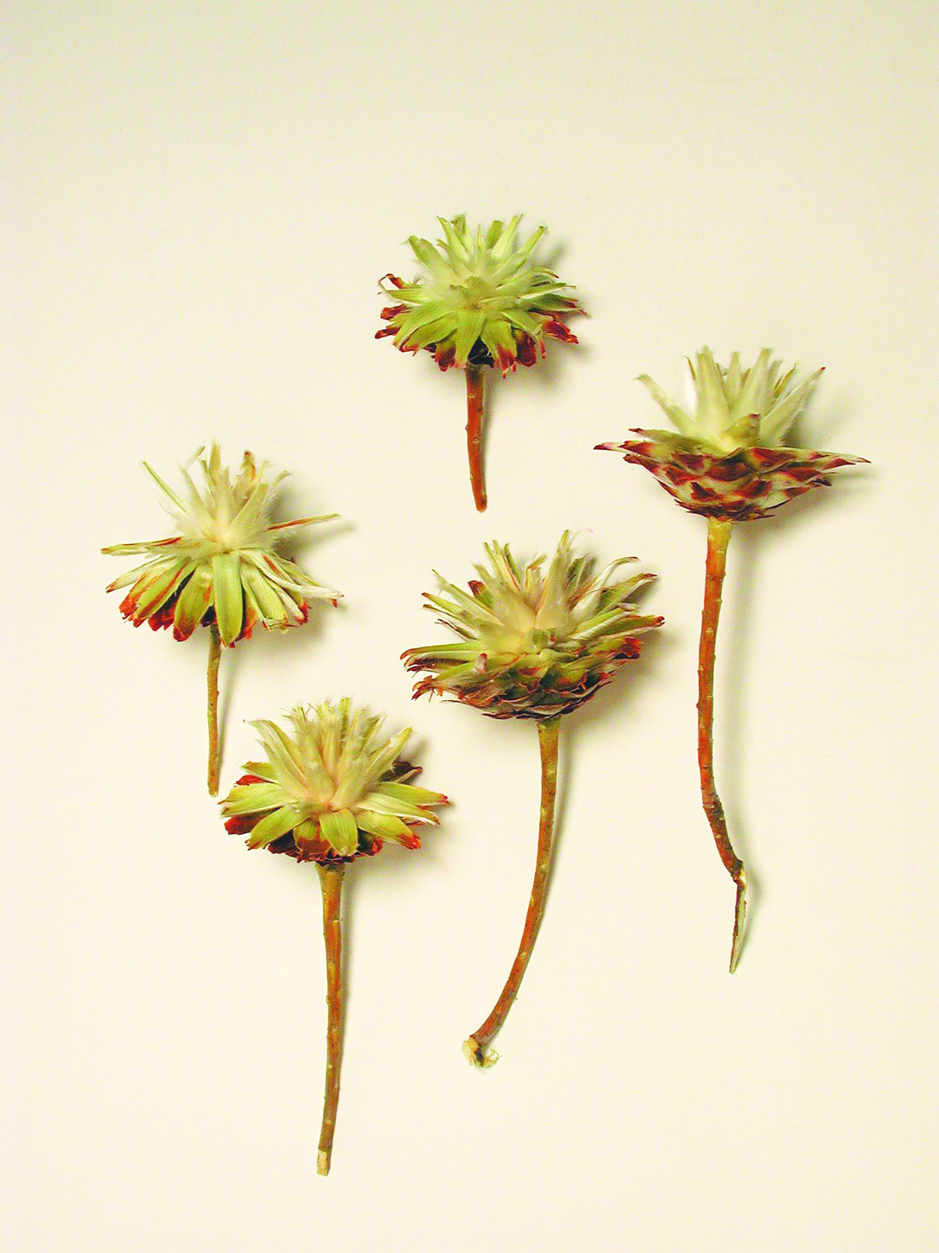 Plumosum hell kurzer Stiel ( ca. 120 St. Kg)