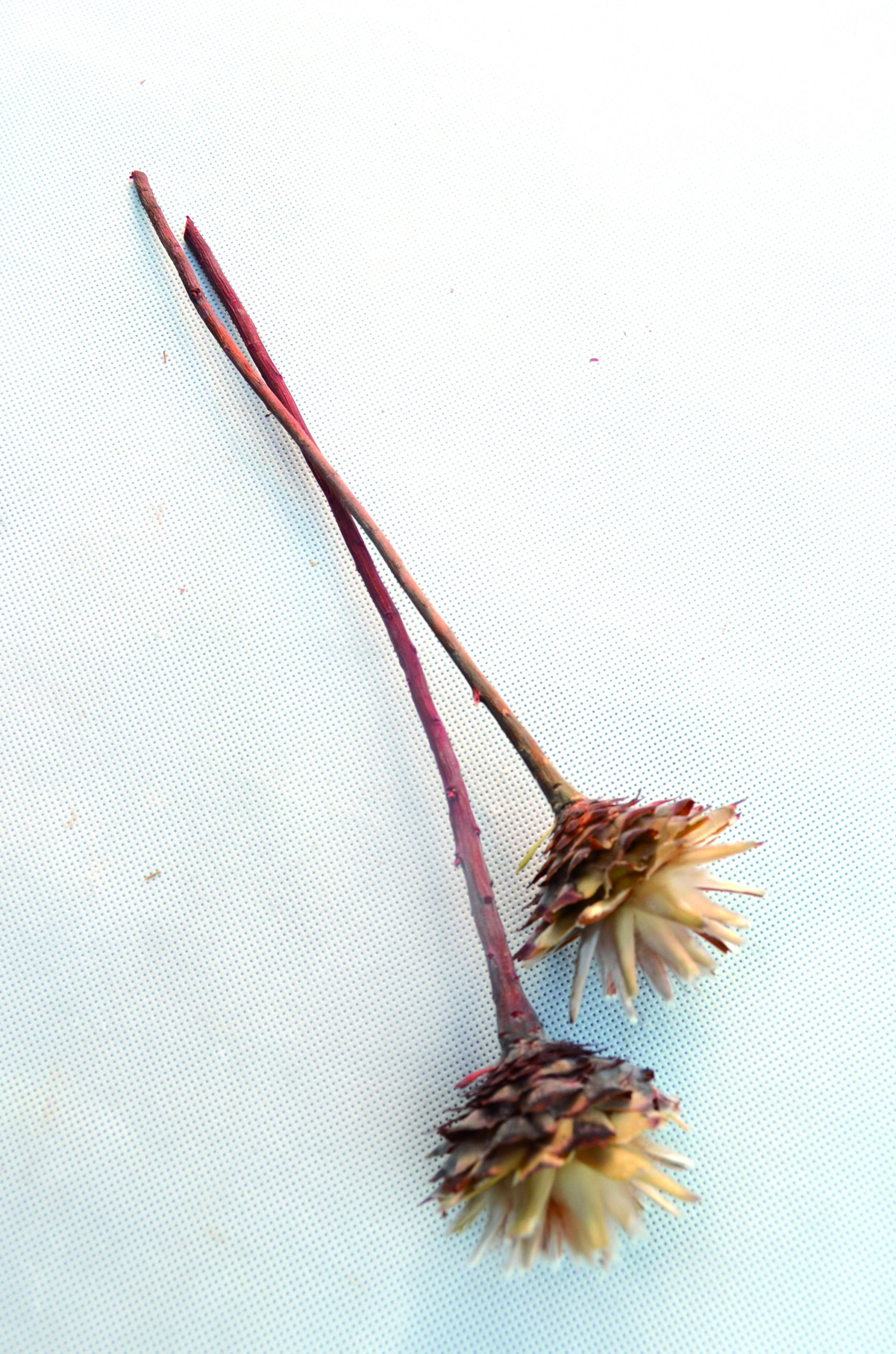 Plumosum kopf hell 2. Wahl 100 Stk (4)