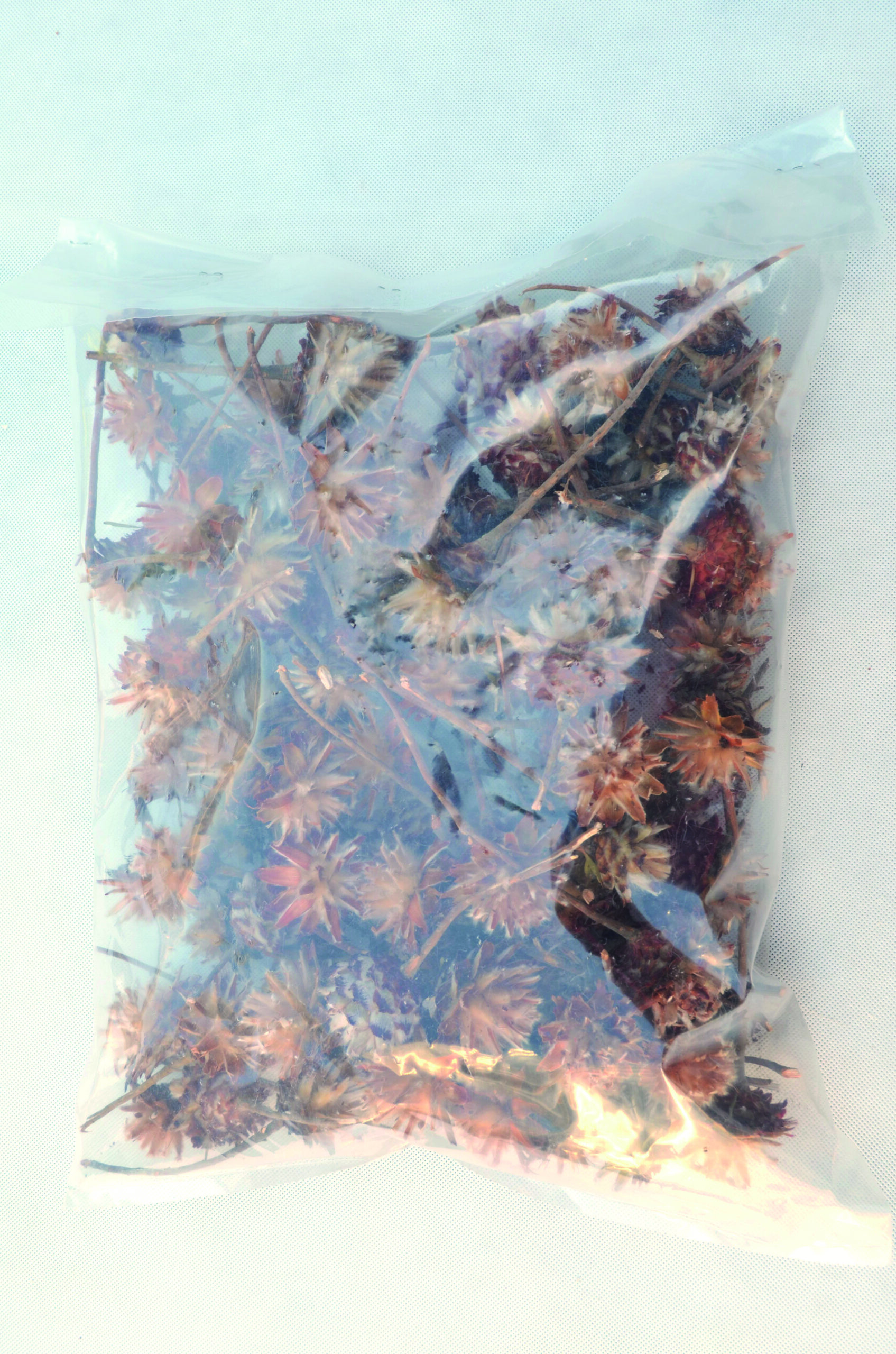 Plumosum kopf hell 2. Wahl 100 Stk (5)