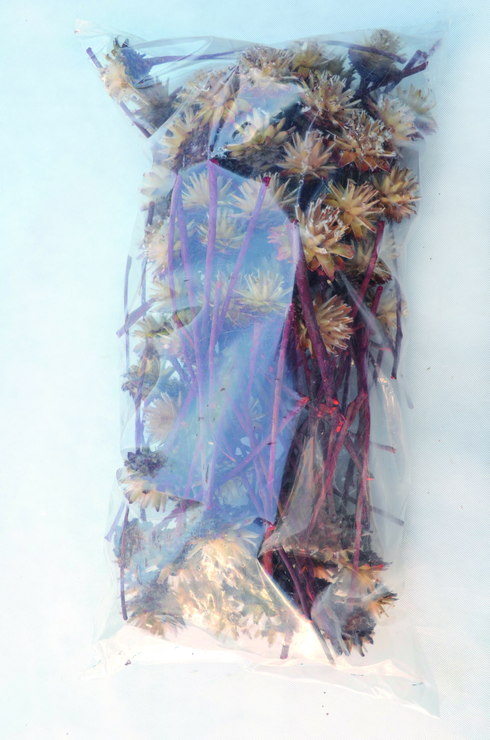 Plumosum kopf hell- rot 100 Stk (3)