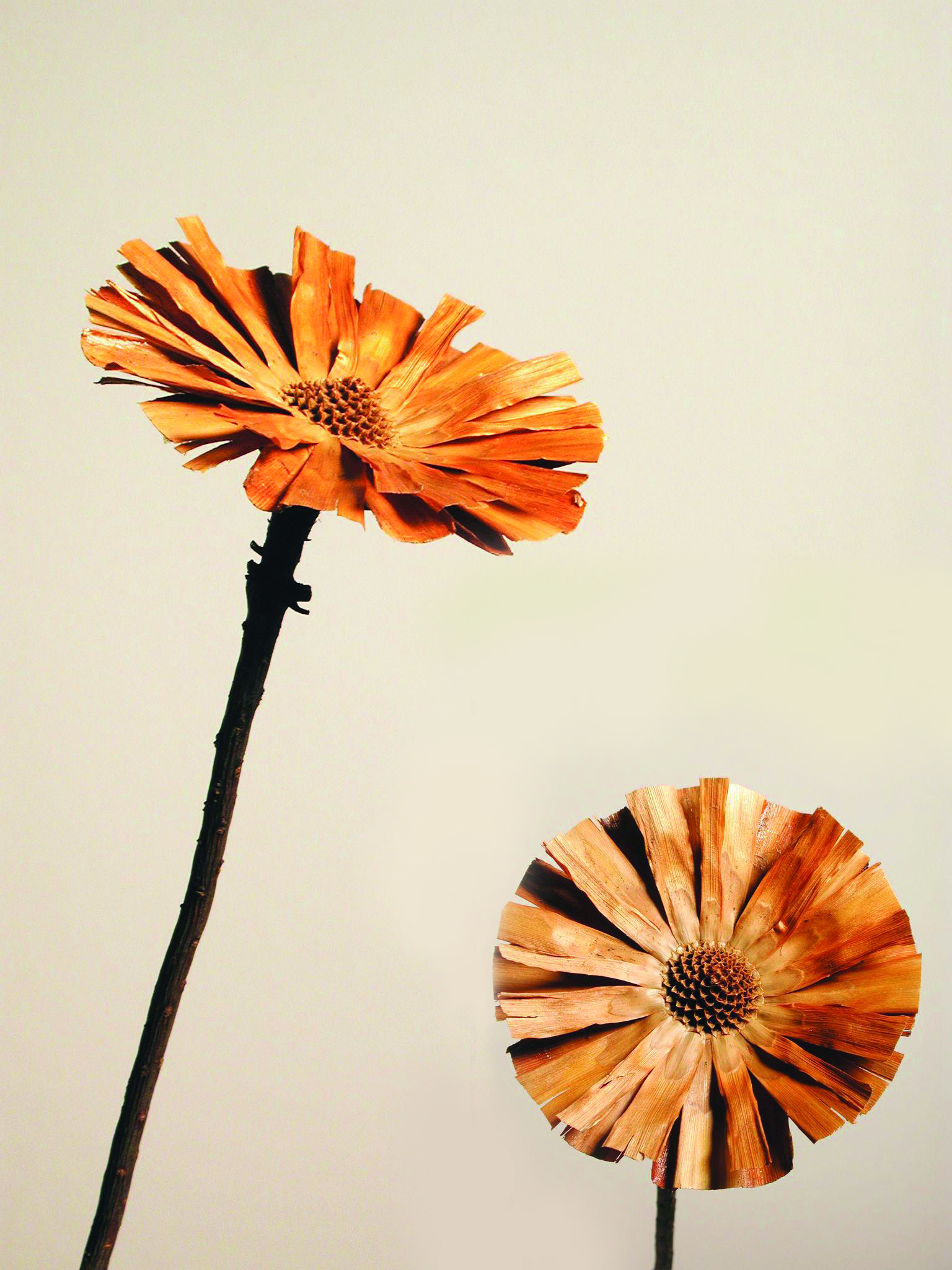 Rosette Repens 10-12cm braune Mitte