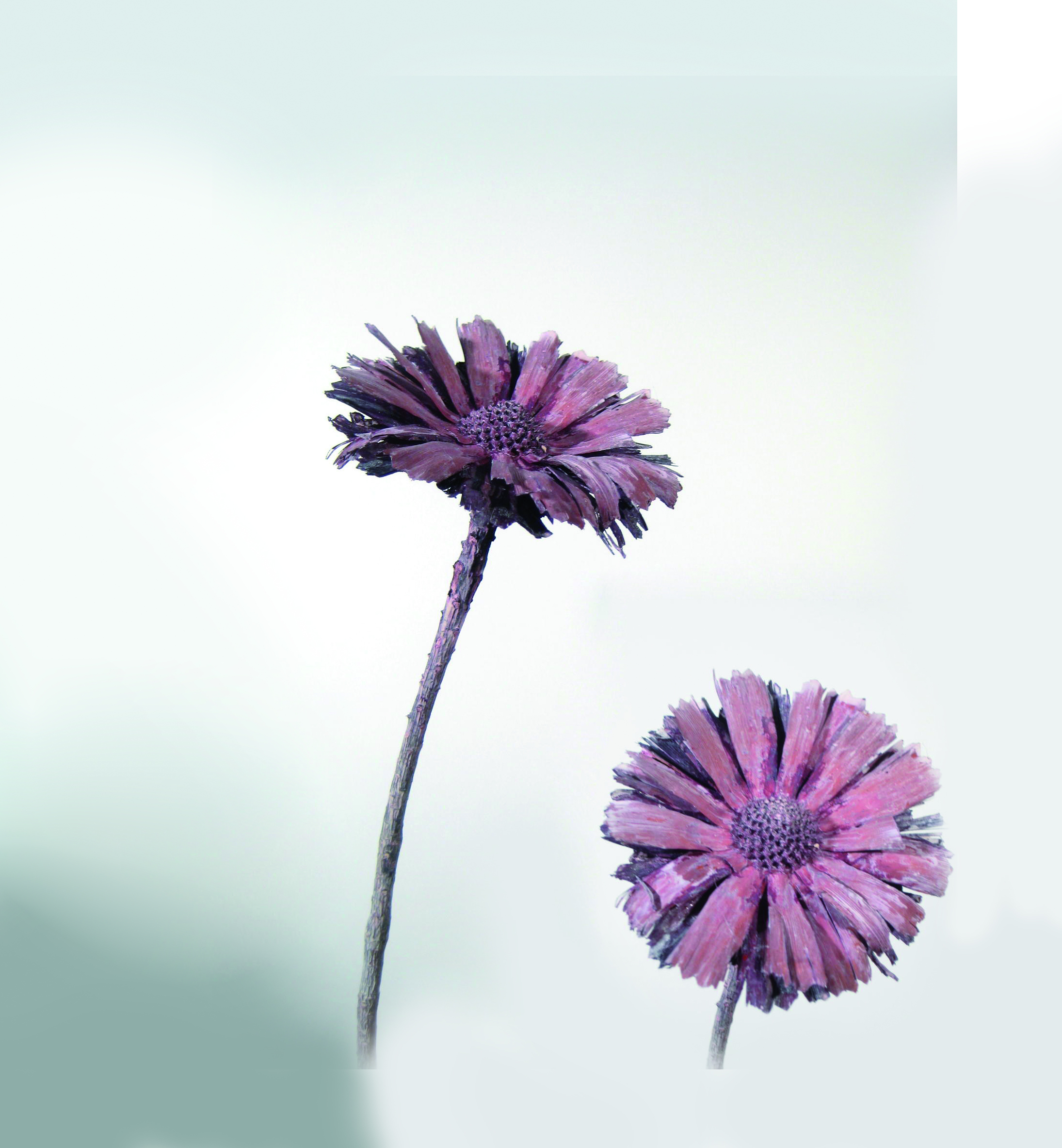 Rosette Repens 8-9cm fuchsia gefrostet