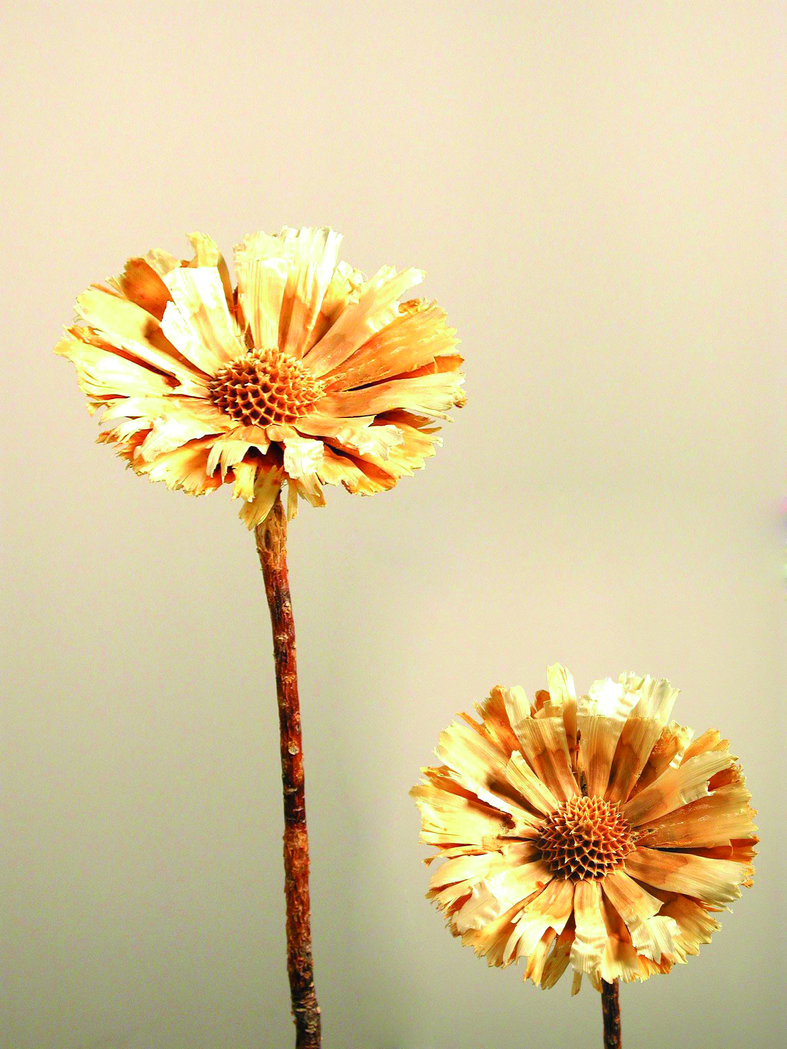 Rosette Repens 8-9cm gebleicht