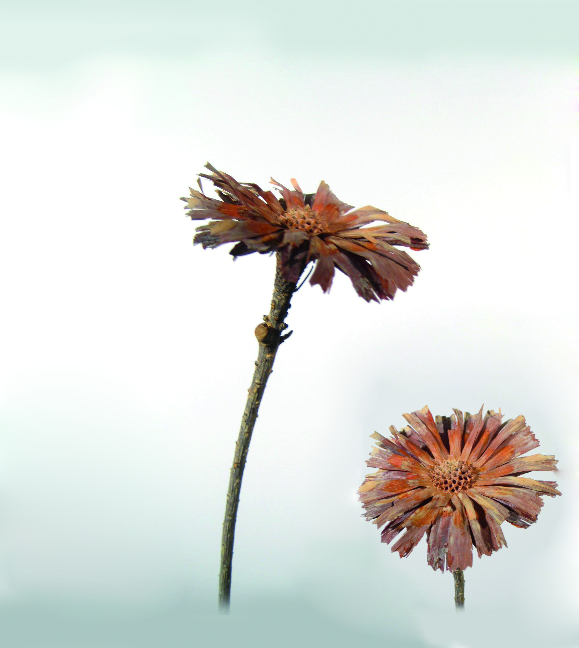 Rosette Repens 8-9cm orange gefrostet