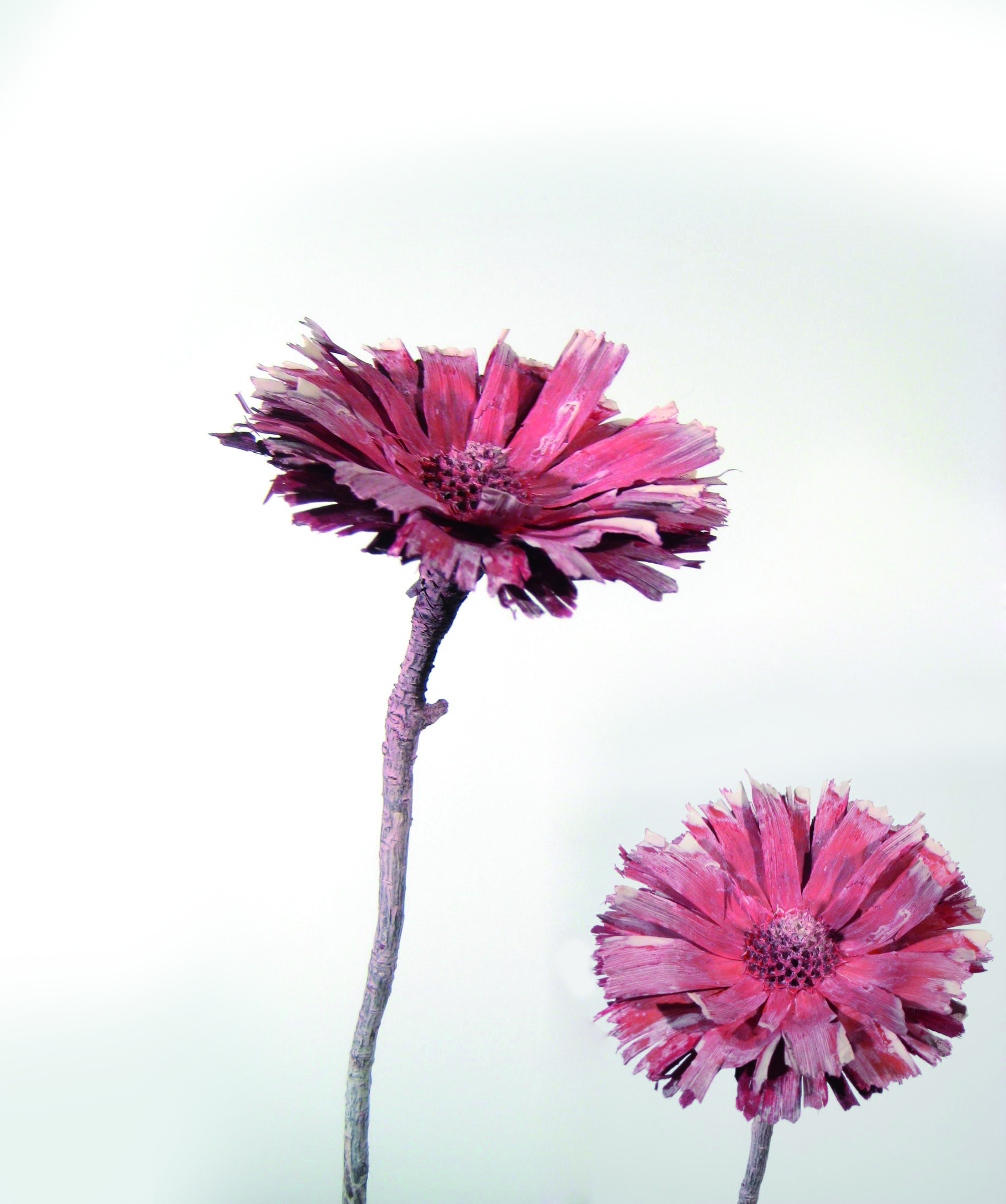 Rosette Repens 8-9cm rot gefrostet