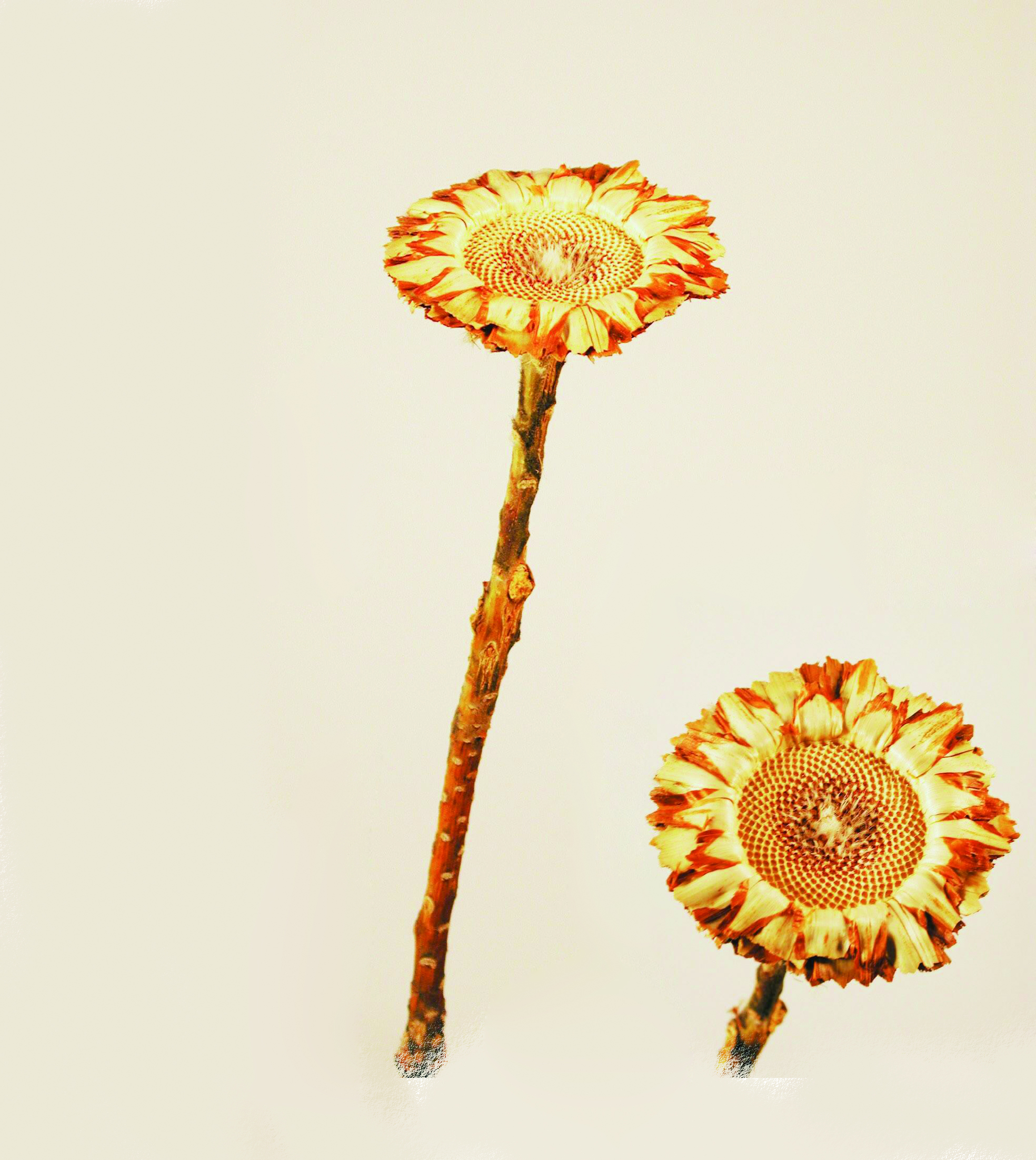 Rosette hell-Coronata mit Flecken