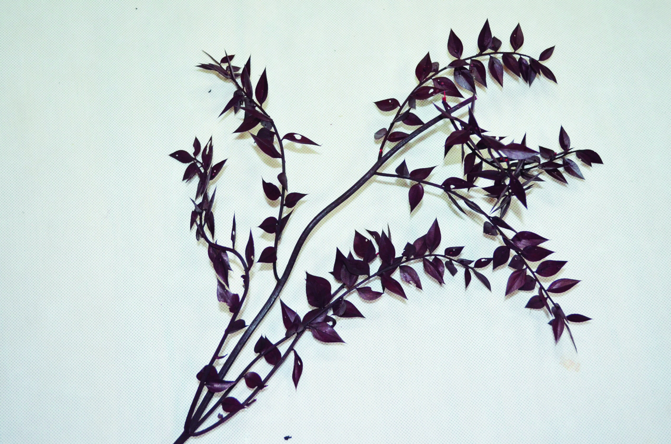 Ruskus d.rot 1 Kg (1)