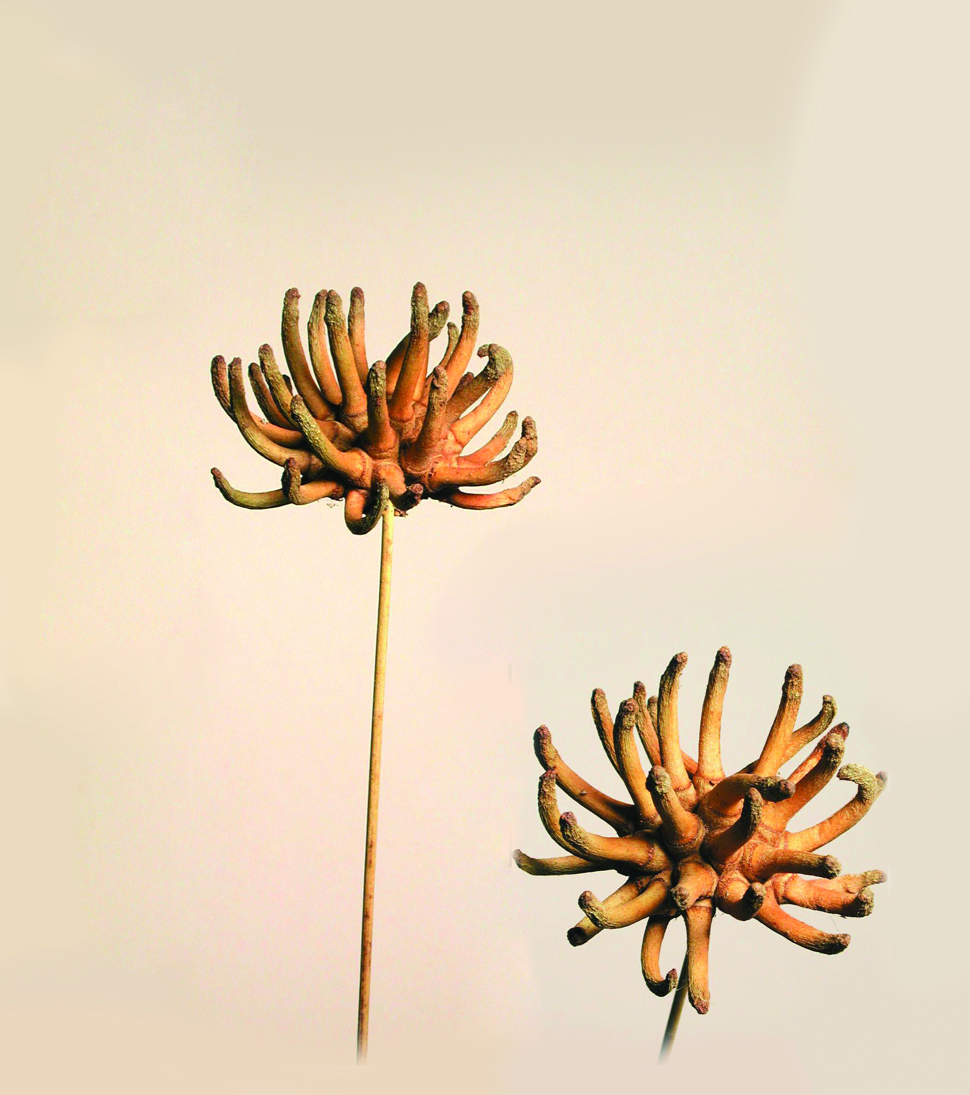 Spidergum Claw angestielt