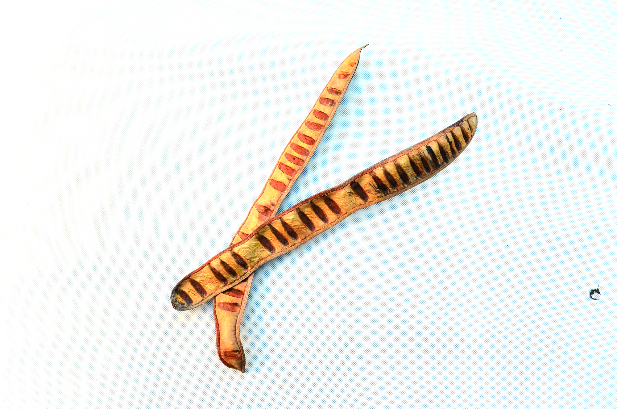 Step fruit natural 100 Stk (1)