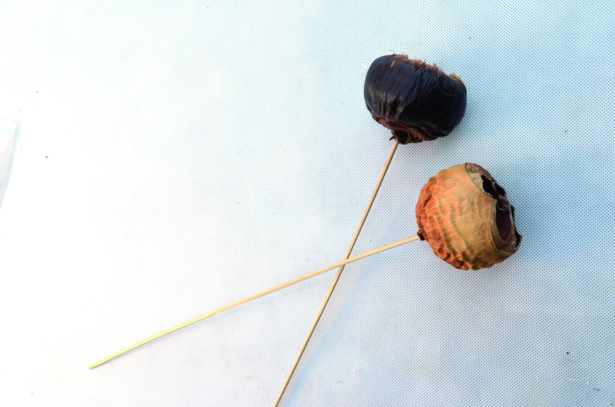 Talami natural BST mix 100 Stk (1)