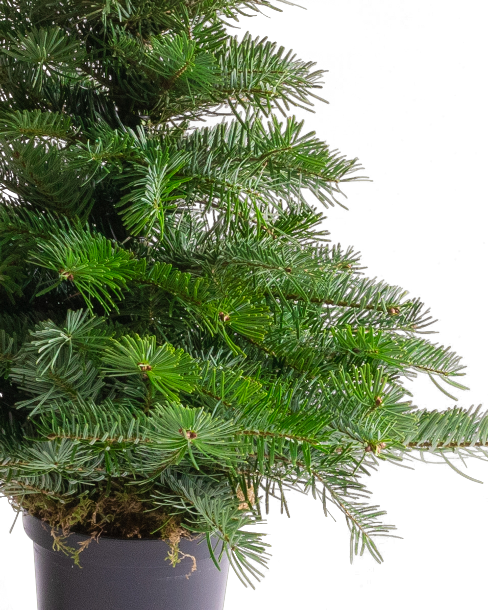 Krenn Adventkranzshooting 15.11.2022-262-2